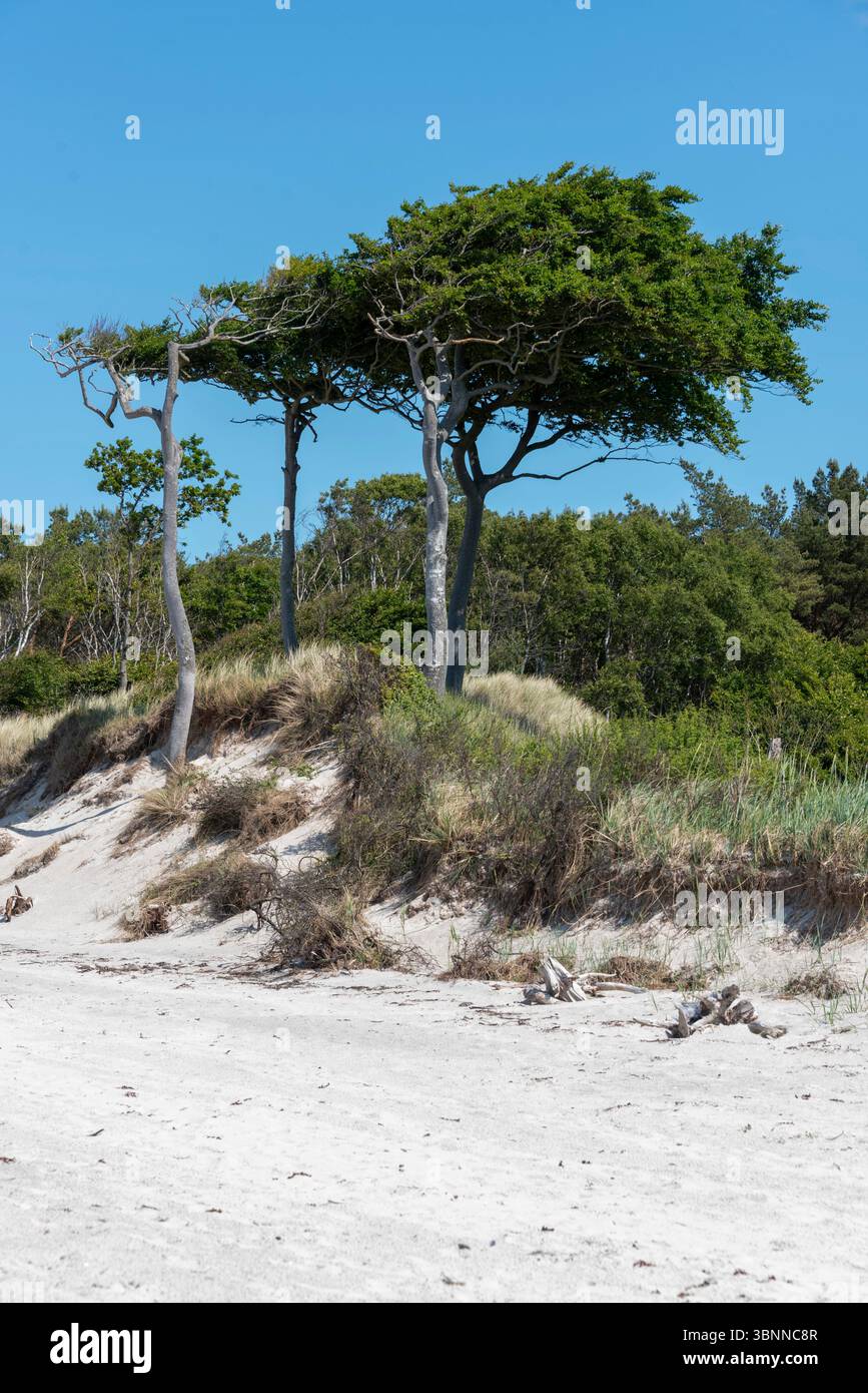 Windskulpturen stehen auf einer bewachsenen Düne am Weststrand bei Prerow, Darßwald, Mecklenburg-Vorpommern Stockfoto