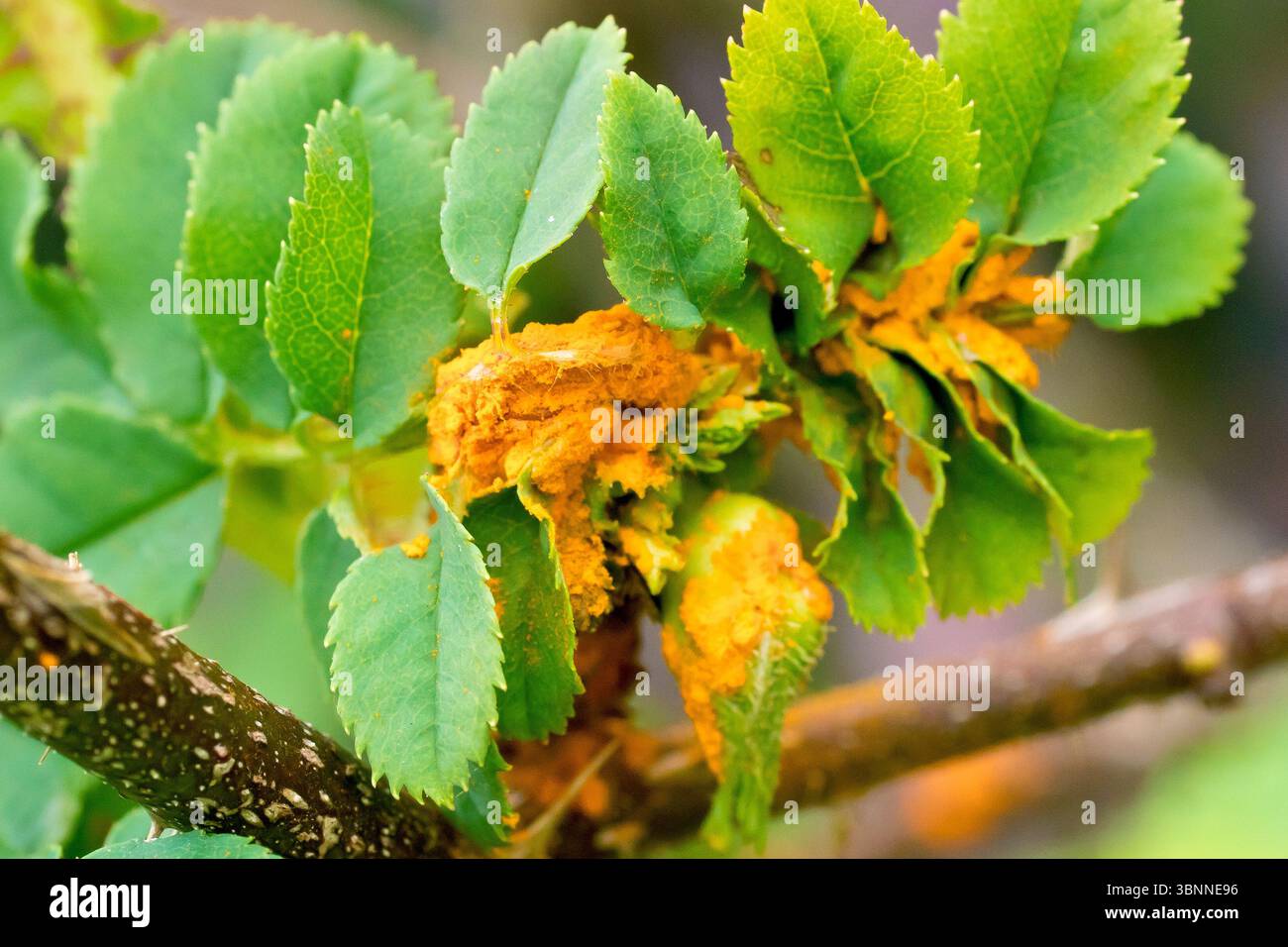Nahaufnahme von Rostpilzpusteln (Gattung phragmidium, phragmidiaceae), die die frischen Frühlingsblätter eines Rosenstrauchs beeinflussen. Stockfoto