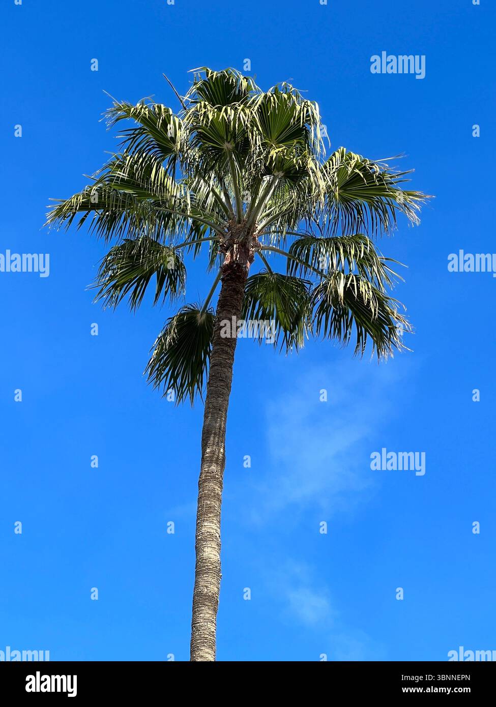 Eine lebendige Palme reicht an einem schönen, sonnigen Tag in den Himmel. - Smartphone-aufgenommenes Stockfoto