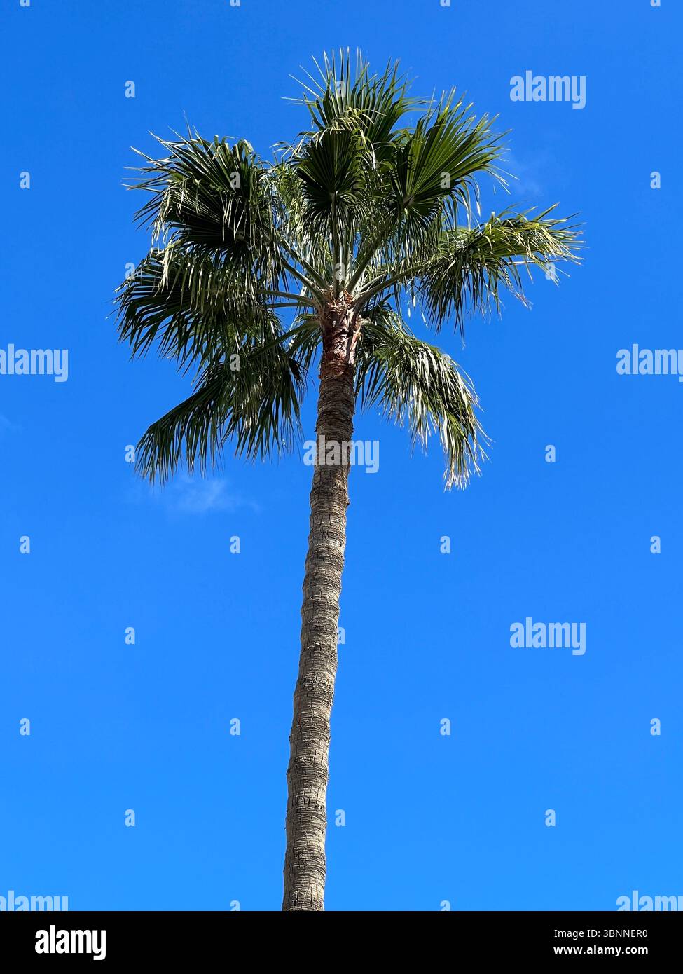 Eine lebendige Palme reicht an einem schönen, sonnigen Tag in den Himmel. - Smartphone-aufgenommenes Stockfoto