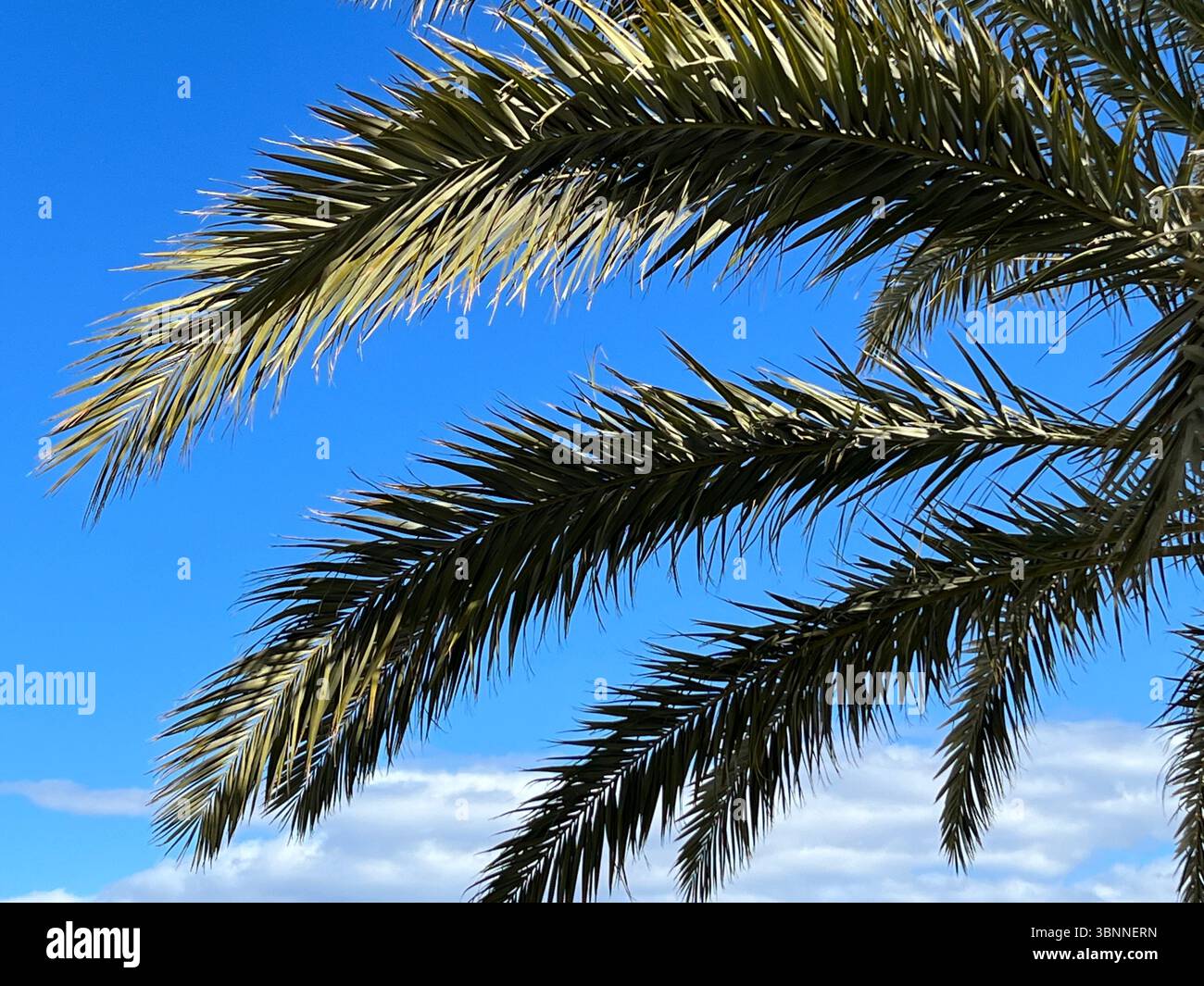 Palmenwedel, die sich an einem sonnigen Tag in Richtung eines hellblauen Himmels mit verstreuten Wolken erstrecken. - Smartphone-aufgenommenes Stockfoto