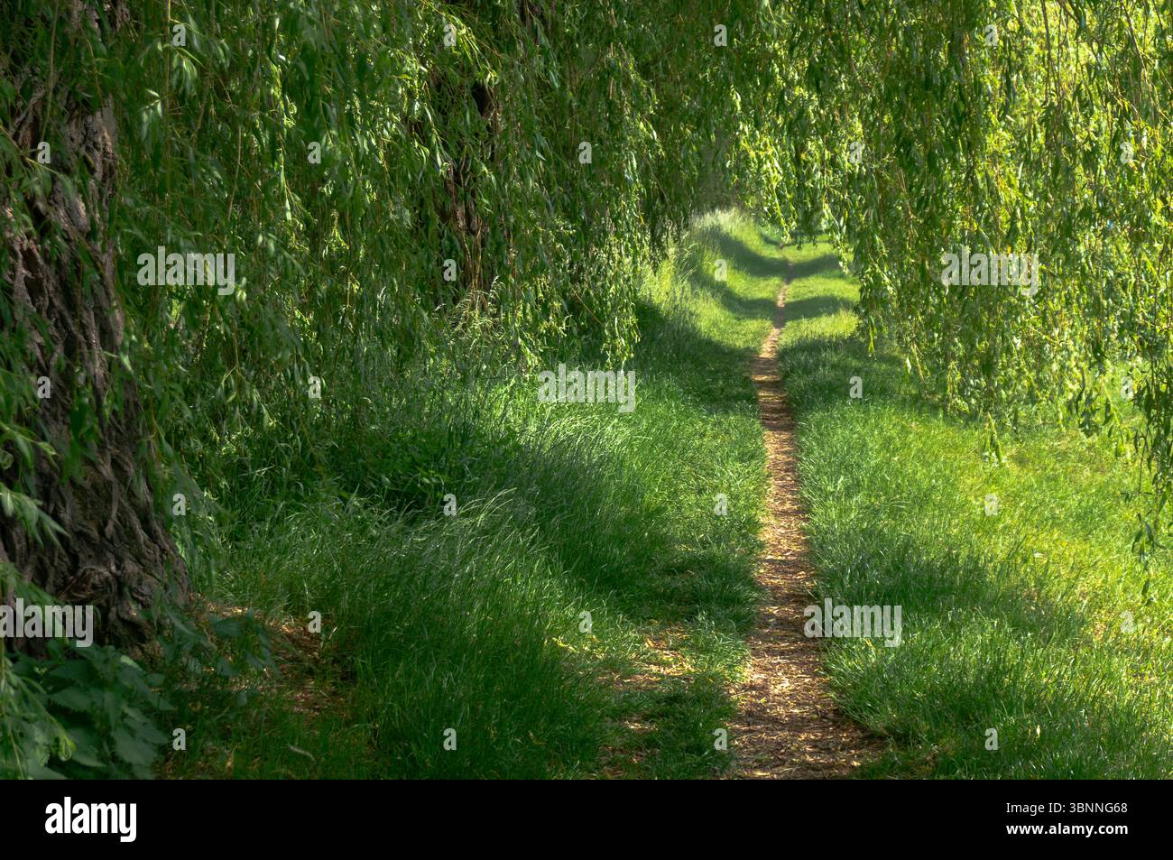 Schmaler Fußweg unter überhängenden Ästen von Bäumen. Sosnowiec, Polen. Stockfoto