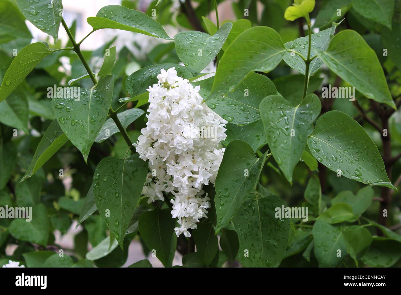 Weiße Flieder blühen. Weißer Flieder auf einem Baum. Blüten der weissen Flieder. Wunderschöner Sommerlila. Stockfoto