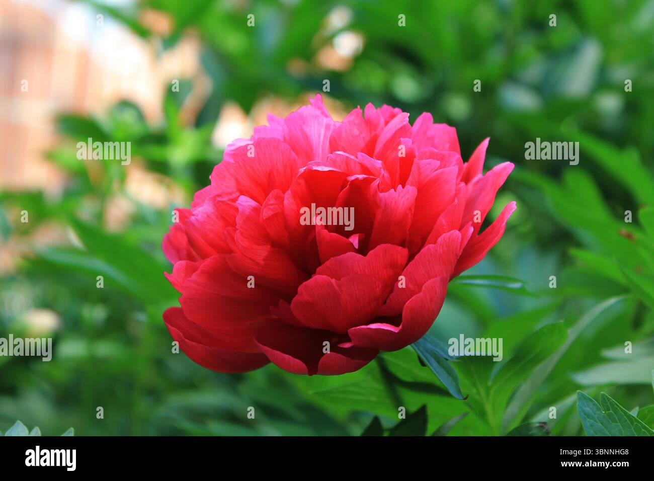 Rote Pfingstrose albiflora x Paeonia officinalis 'Roter Charme' im Garten. Stockfoto