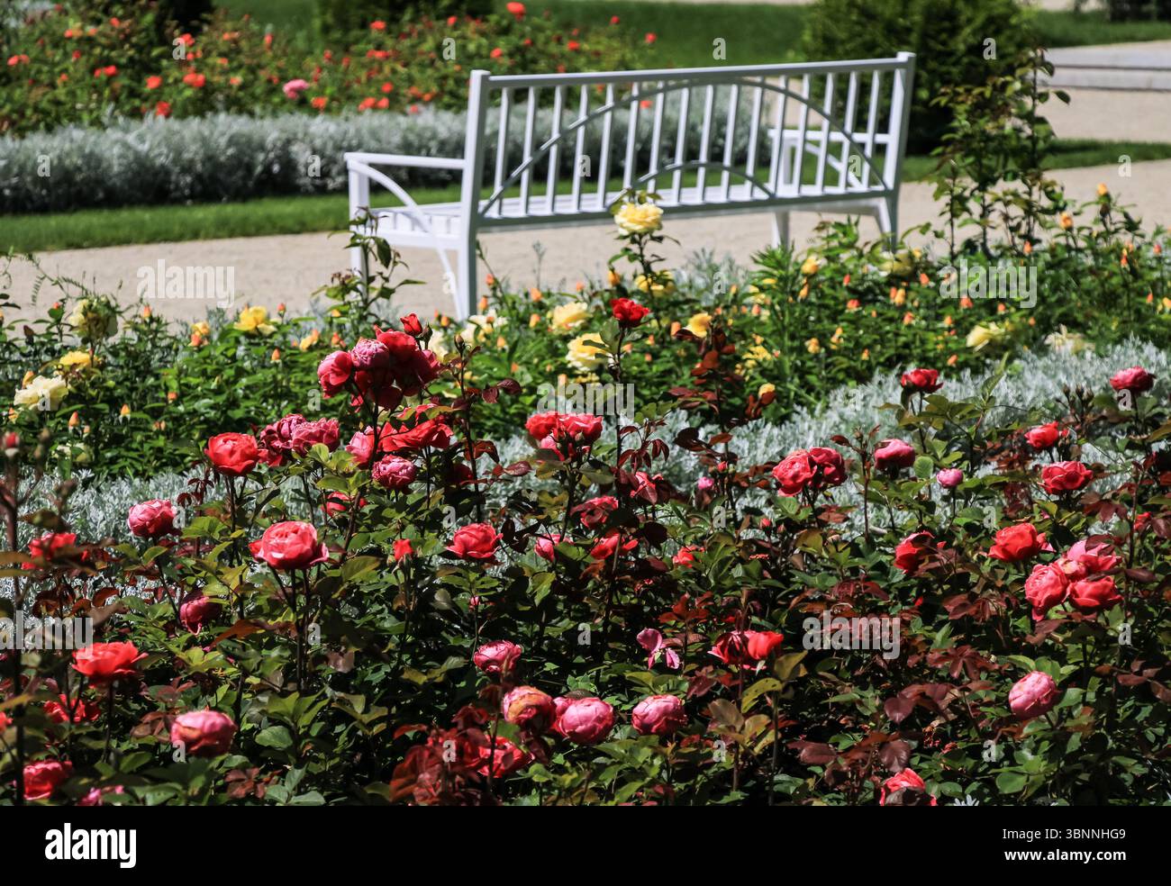 4.07.2025 Bialystok Polen. Rosen und Bank im Rosengarten. Stockfoto