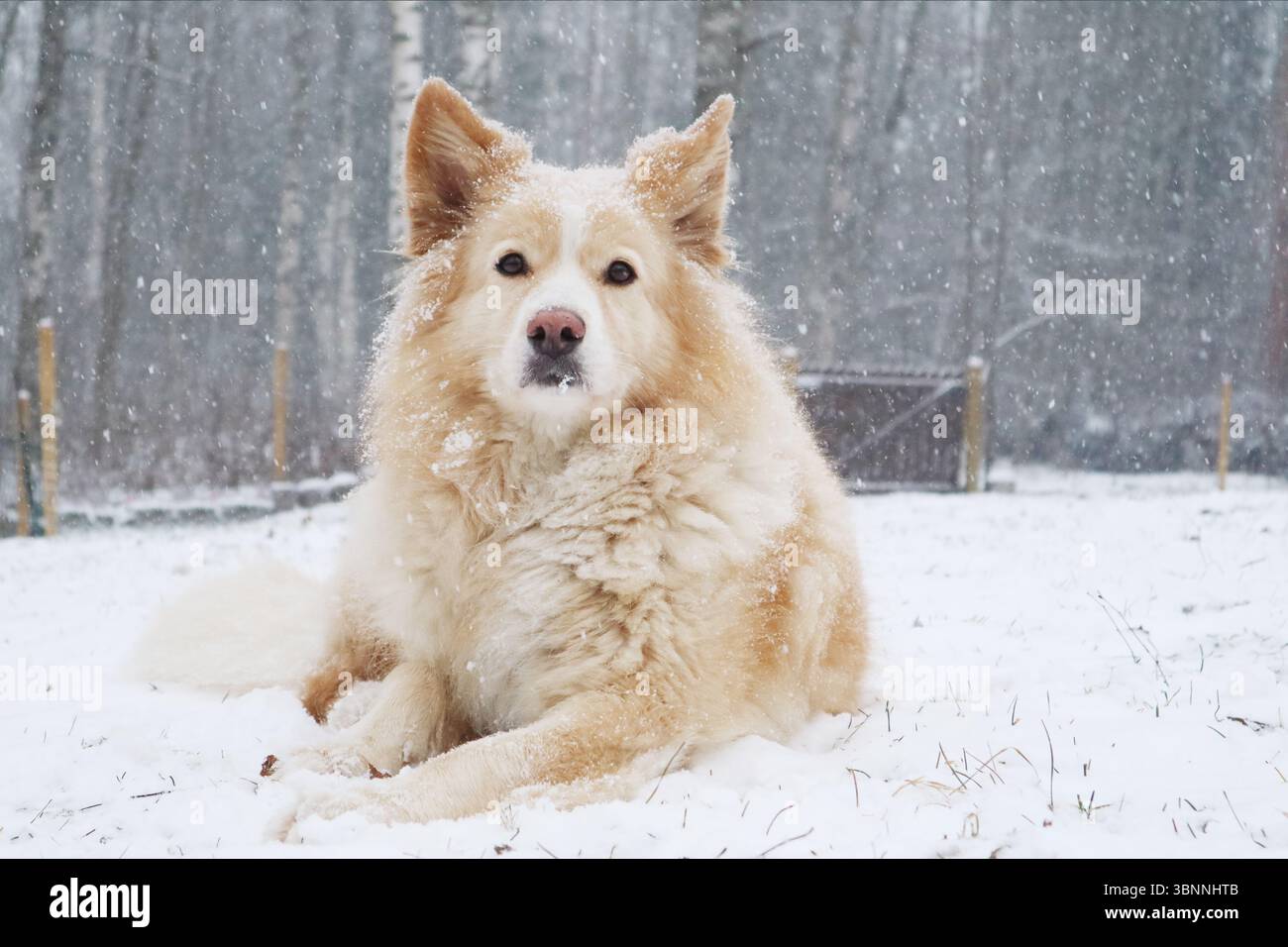 Ein Mischhund (Samoyed / Rottweiler / Deutscher Schäferhund) liegt im Schnee, da mehr Schnee fällt. Stockfoto