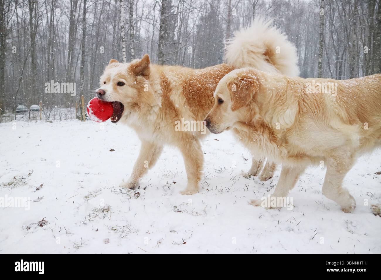 Hunde spielen im Winter im Schnee. Stockfoto