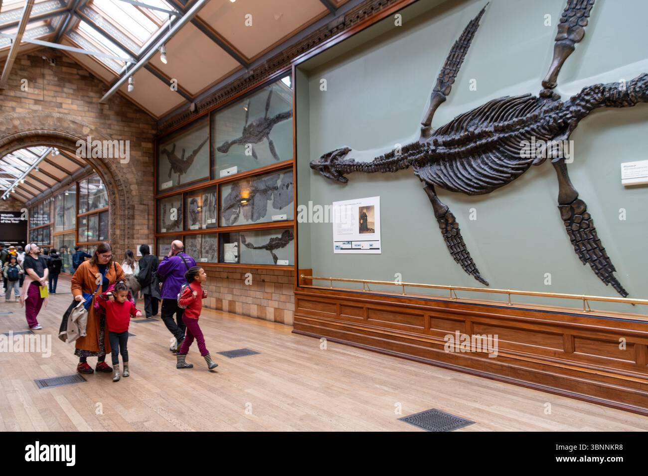 Ein Spaziergang durch eine Ausstellung aus Pliosaurier-Fossilien, die im London Natural History Museum ausgestellt ist. Stockfoto
