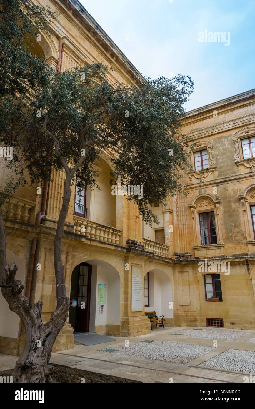 Mdina, Malta - 10. Februar 2024: Innenhof des Vilhena Palace, auch bekannt als Magisterpalast in Mdina mit Museum im Inneren und Olivenbaum im f Stockfoto