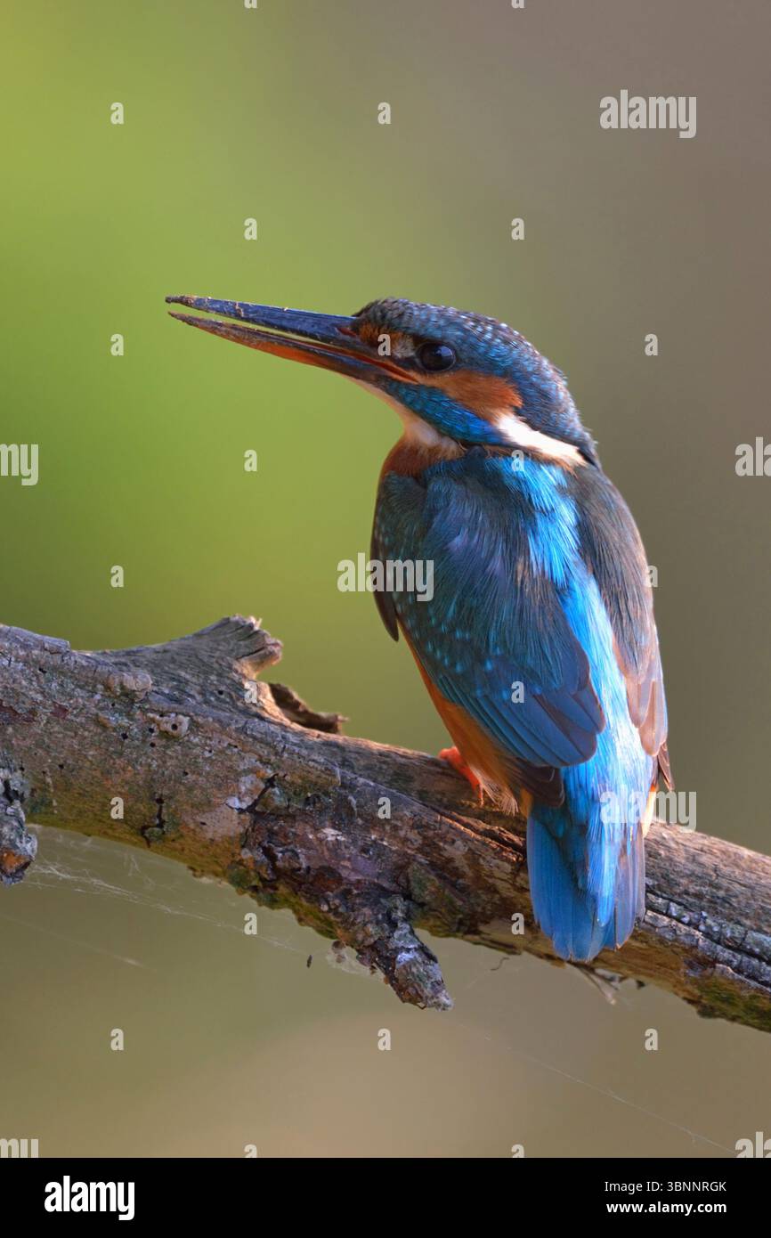 Weiblicher Eisvogel (Alcedo atthis) mit Schlammschnabel vom Graben seines Nestlochs, Rückansicht, Tierwelt, Europa Stockfoto