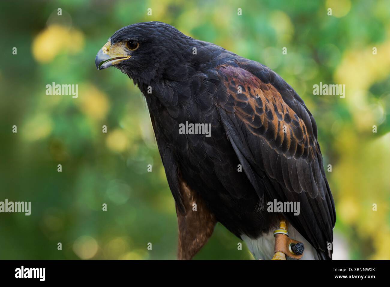 Harris Hawk (Parabuteo unicinctus) steht nach links - Gefangener Vogel Stockfoto