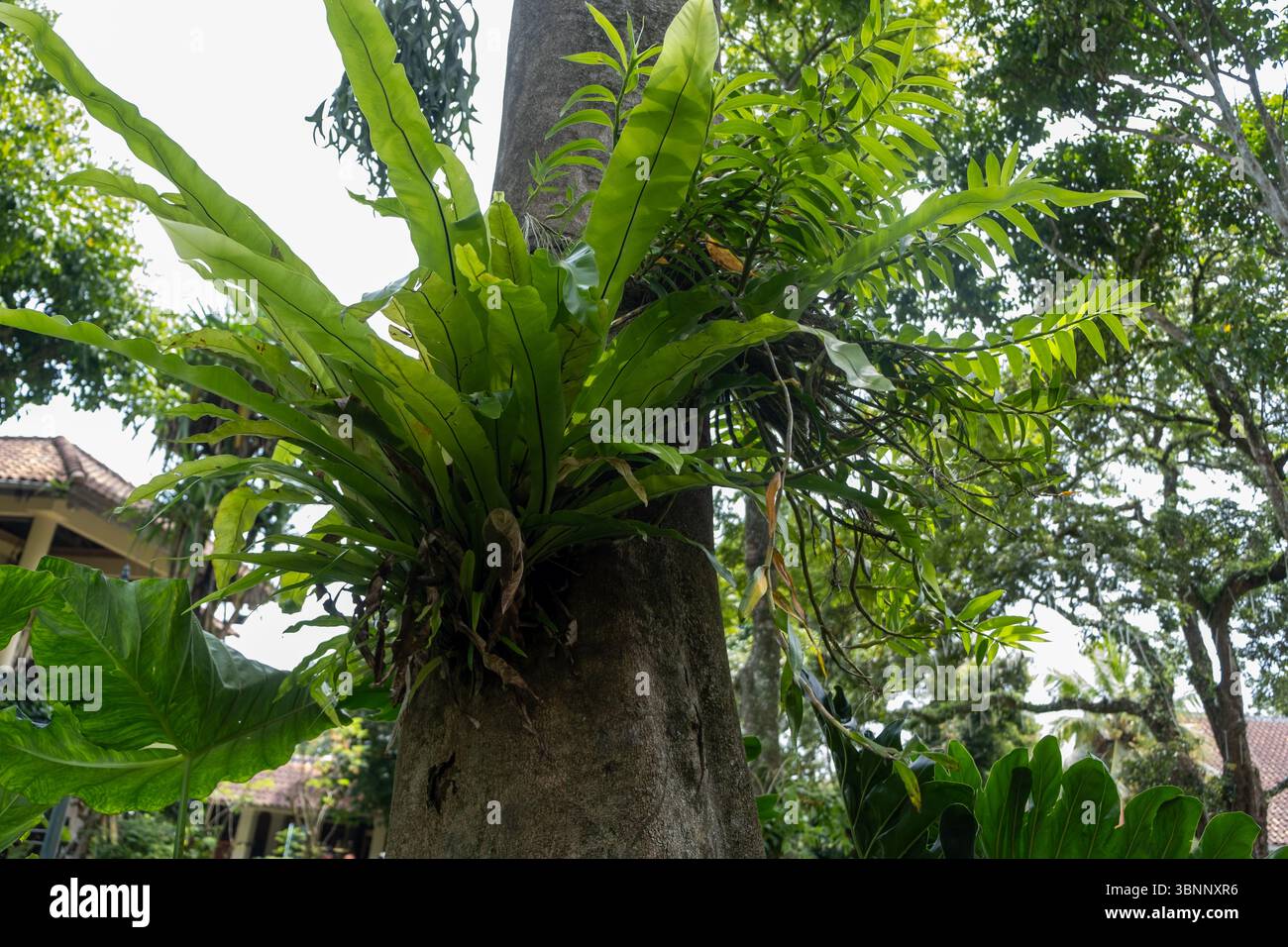 Ein lebendiger Vogelnest lebt auf einem verwitterten Baum und zeigt die Schönheit der epiphytischen Pflanzen in einer feuchten Waldumgebung. Ein Beispiel für die Natur“ Stockfoto