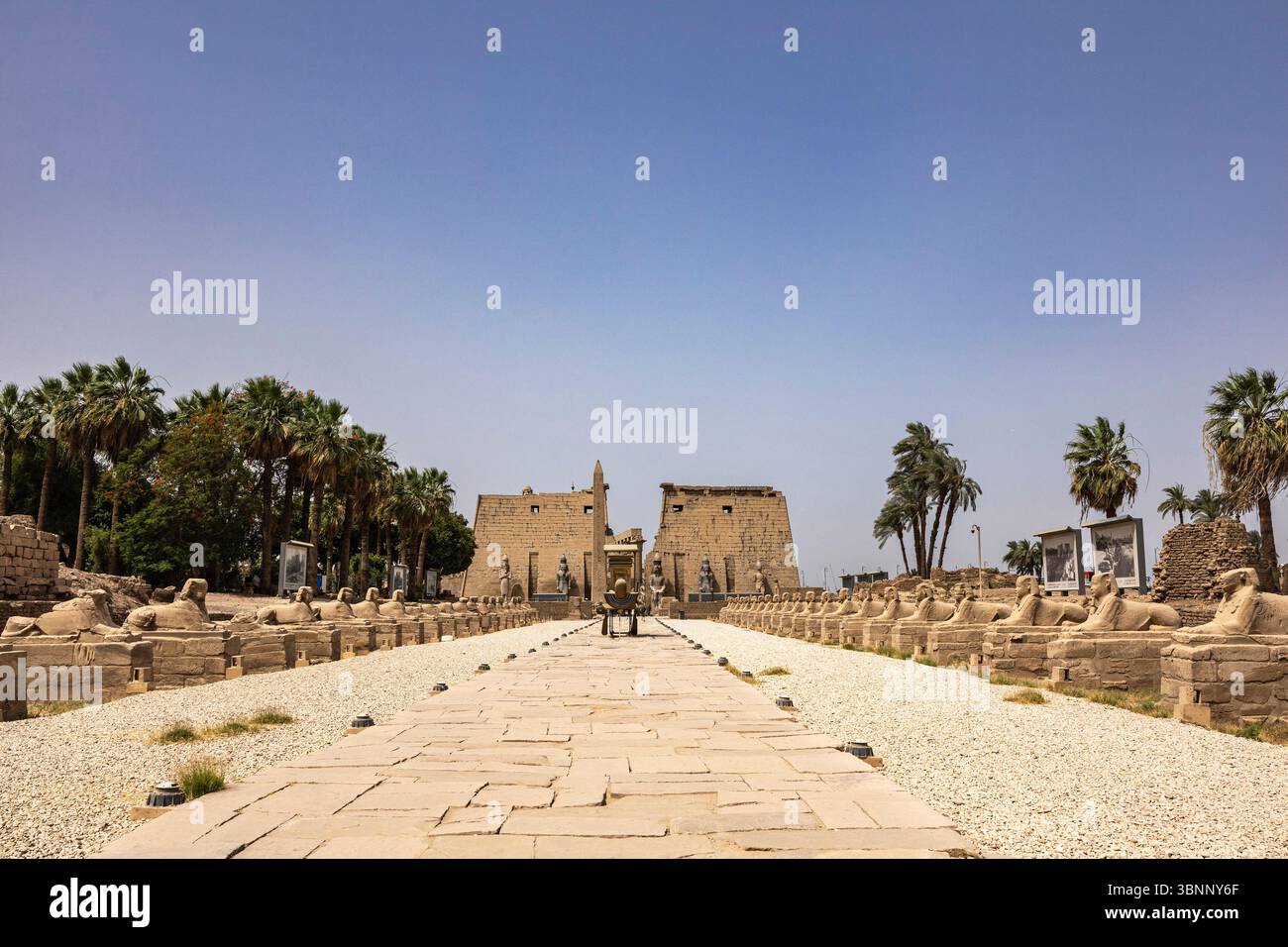 Luxor-Tempel, Sphinxallee zum ersten Pylon, Luxor, Ägypten, Nordafrika, Afrika Stockfoto