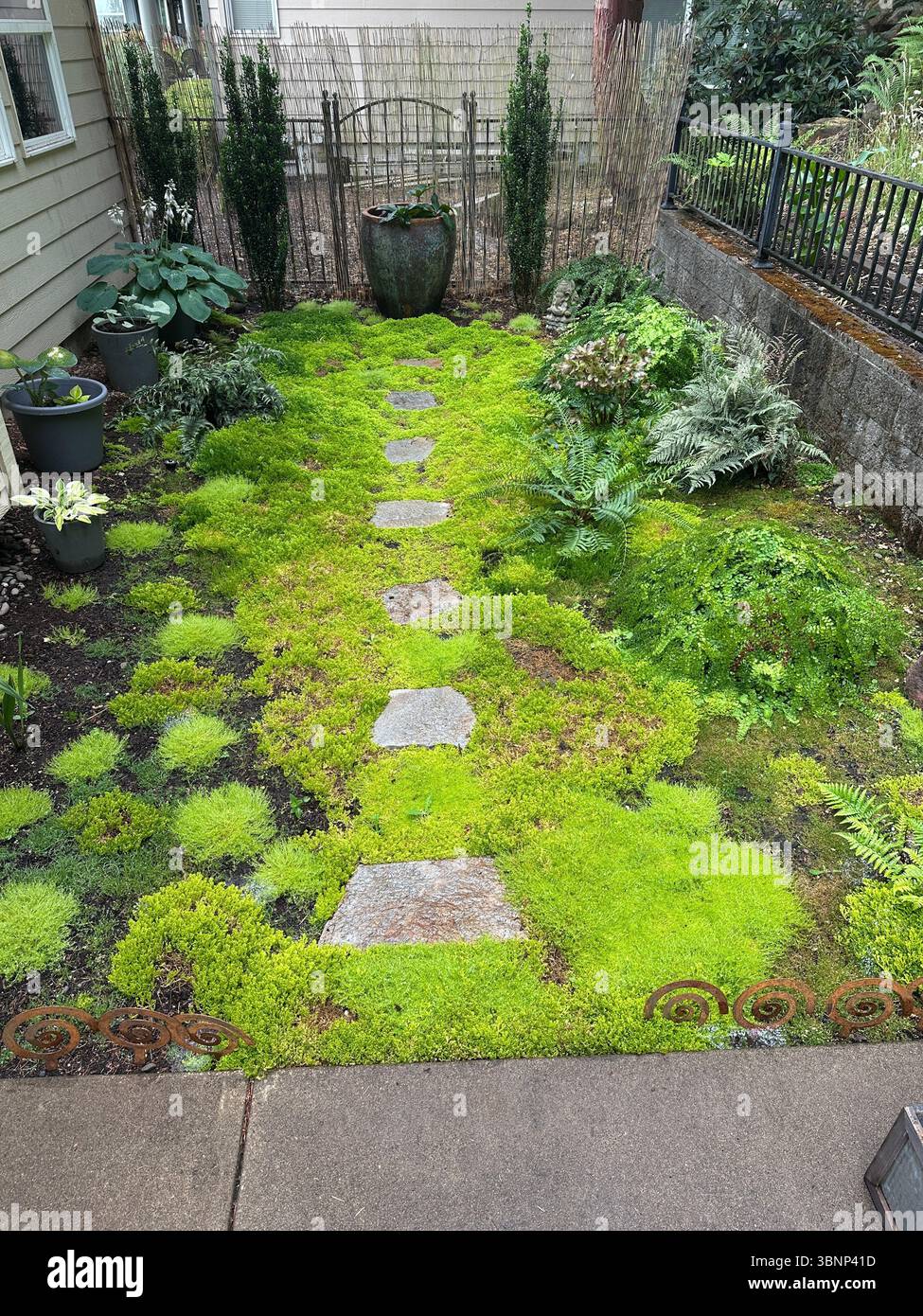 Ein schattiger Garten mit Moos, Farnen, Hostas und Trittsteinen im Hinterhof eines Hauses in Eugene, Oregon. Stockfoto
