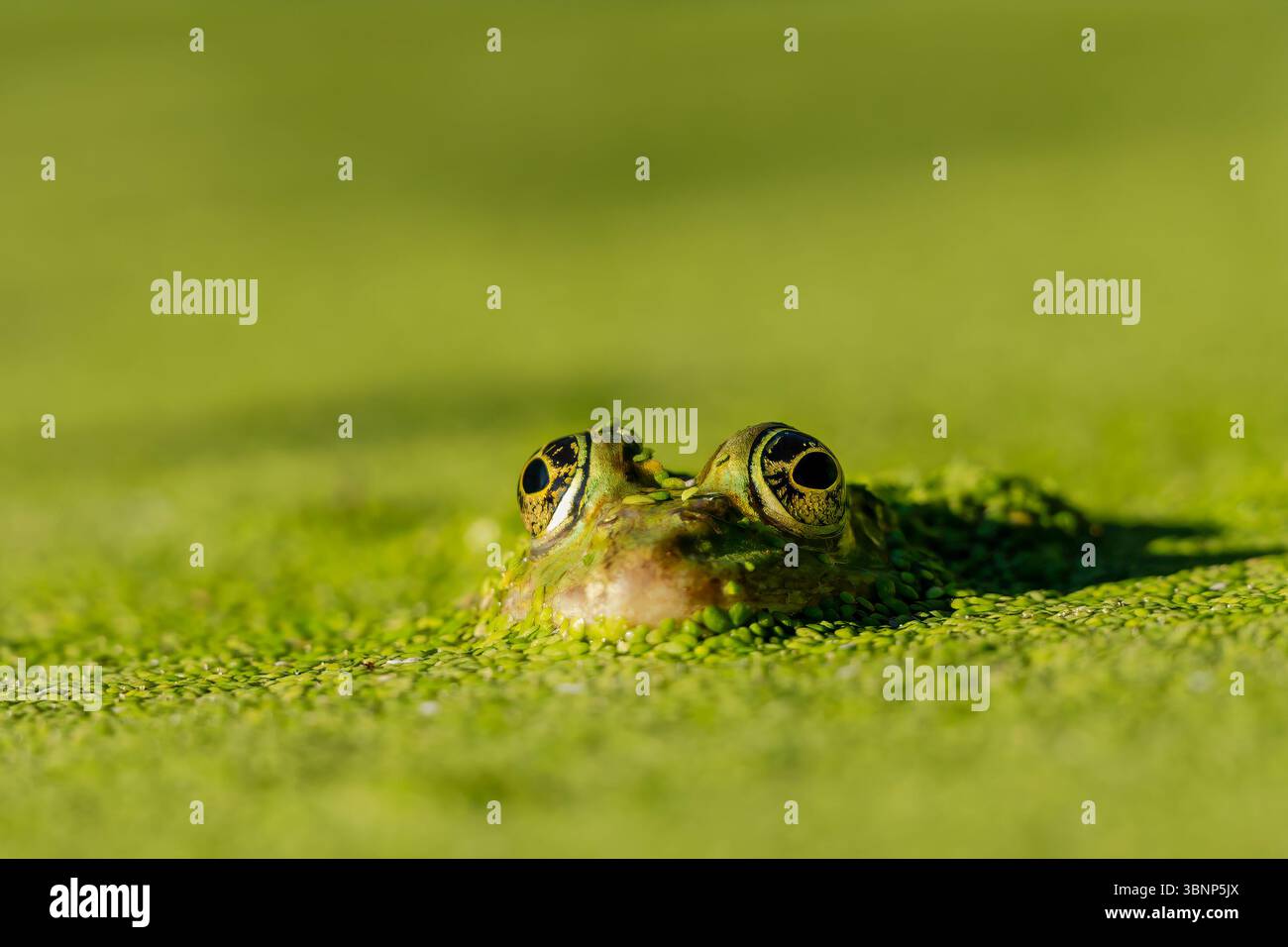 Ein Frosch im Wasser. Pool Frosch schwimmen. Pelophylax lessonae. Europäischer Frosch. Stockfoto