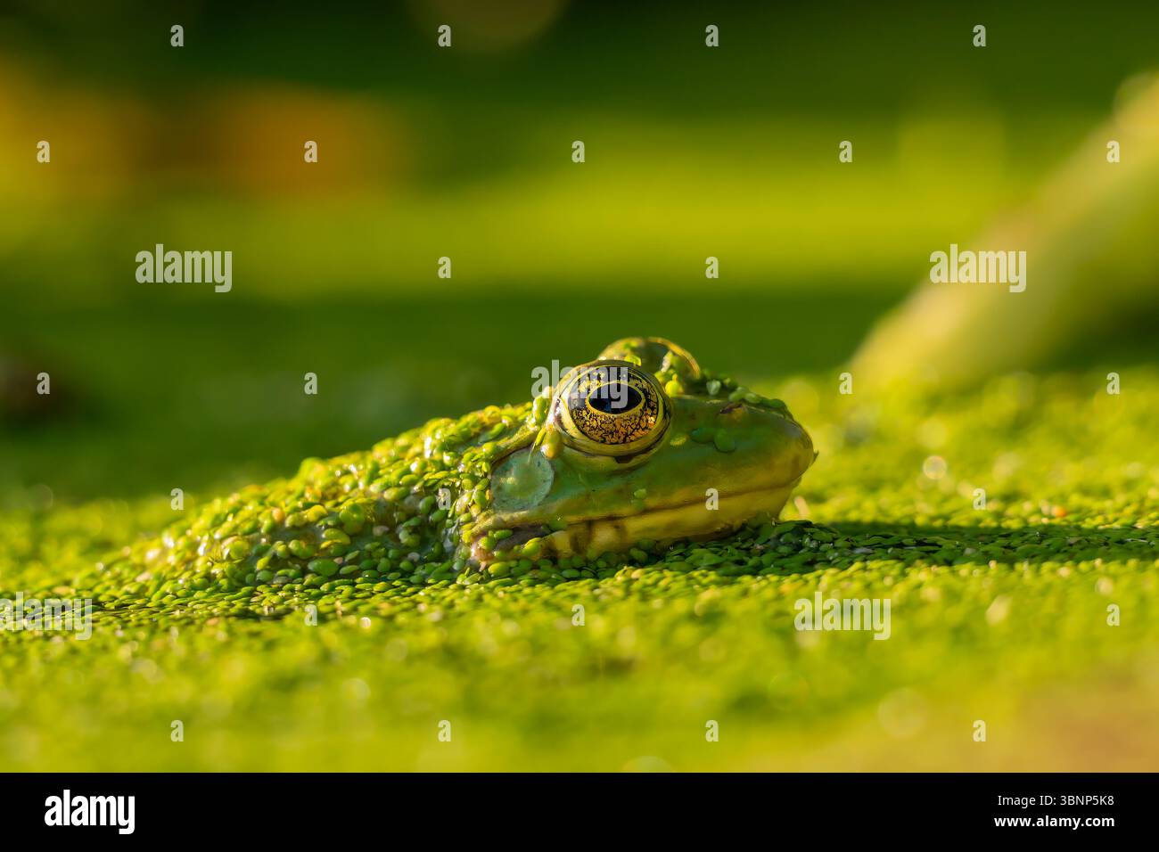 Ein Frosch im Wasser. Pool Frosch schwimmen. Pelophylax lessonae. Europäischer Frosch. Stockfoto