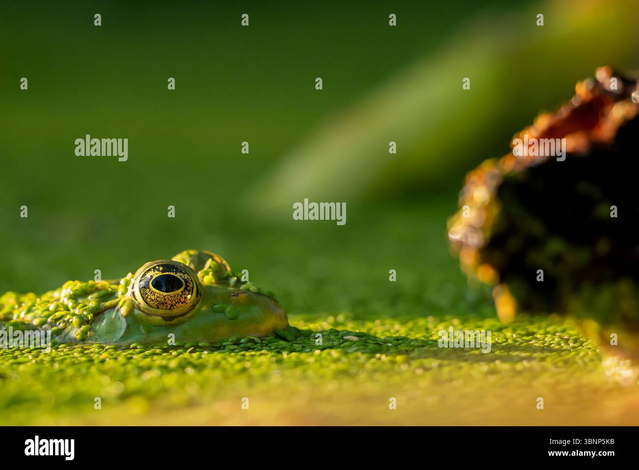 Ein Frosch im Wasser. Pool Frosch schwimmen. Pelophylax lessonae. Europäischer Frosch. Stockfoto