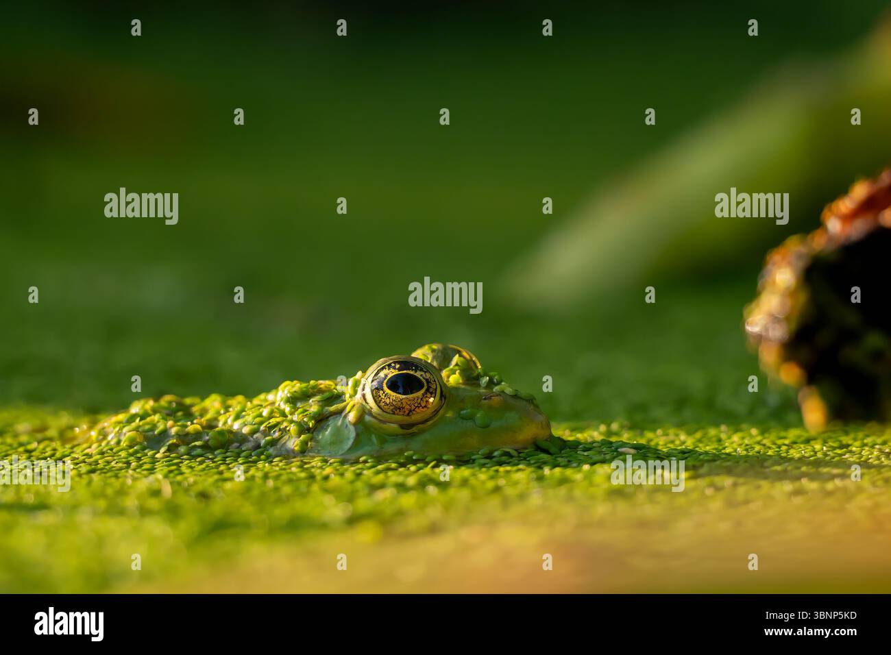 Ein Frosch im Wasser. Pool Frosch schwimmen. Pelophylax lessonae. Europäischer Frosch. Stockfoto