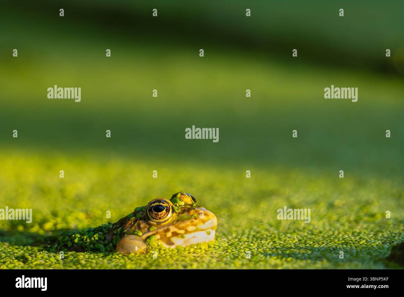 Ein Frosch im Wasser. Pool Frosch schwimmen. Pelophylax lessonae. Europäischer Frosch. Stockfoto
