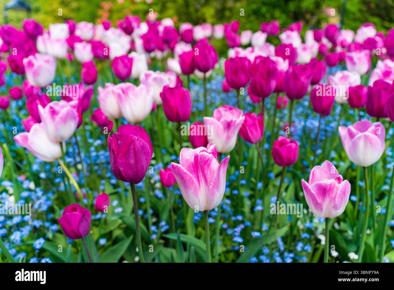 Bunte Tulpen in Butchart Gardens in Brentwood Bay auf Vancouver Island, Kanada Stockfoto