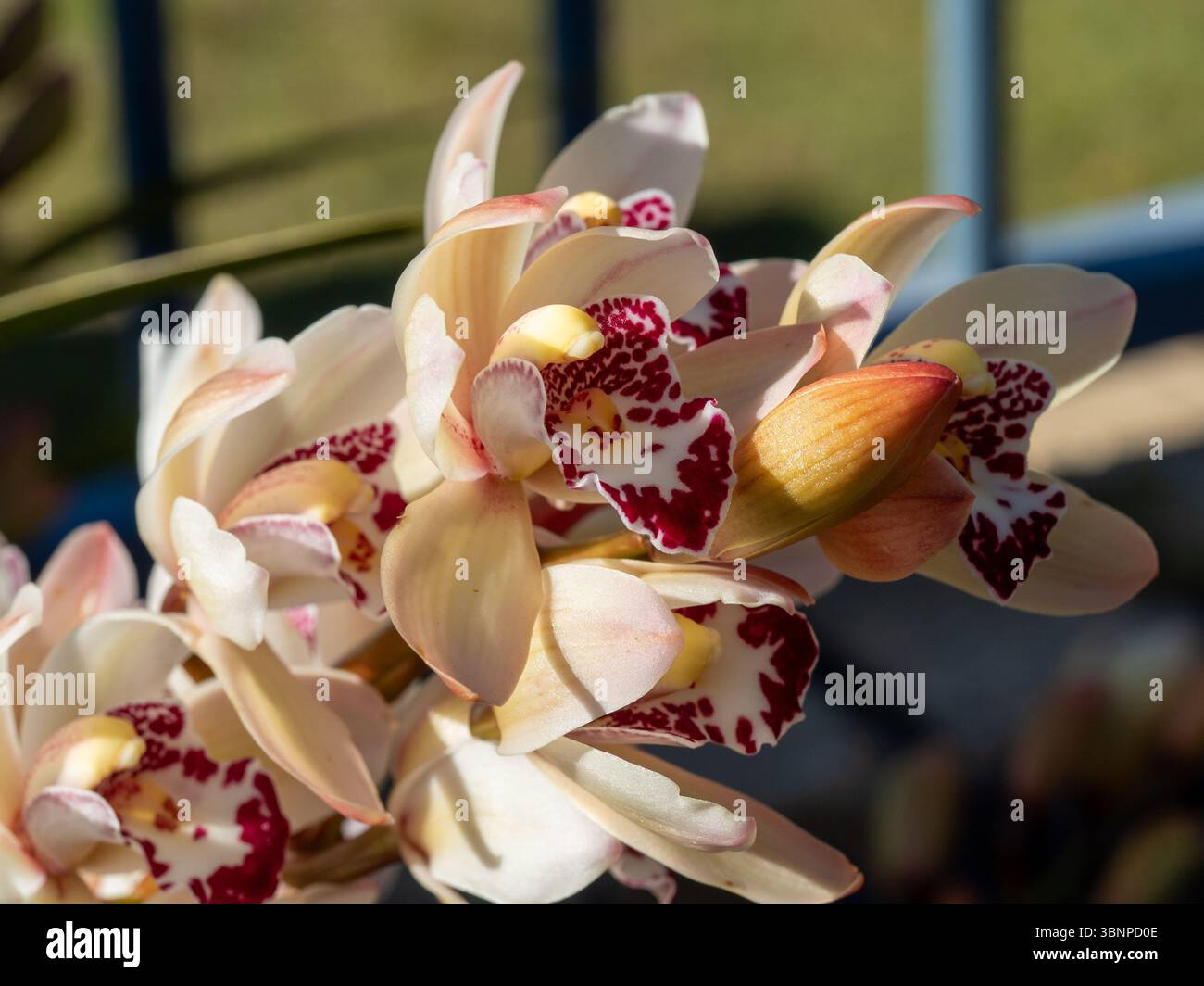Ein Stamm von Cymbidium Orchid Flowers, Flügel cremeweiße Blütenblätter und dunkelrote Mitte Stockfoto