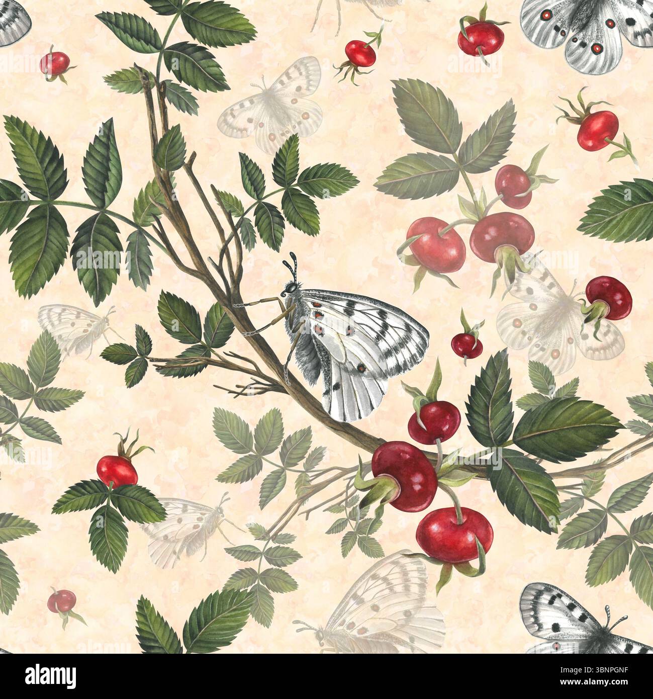 Weißer Schmetterling apollo und rote Beeren rosa Hüften. Nahtlose Muster Aquarellillustration auf einem farbigen Hintergrund für Stoff, Textil, Drucke, Design Stockfoto