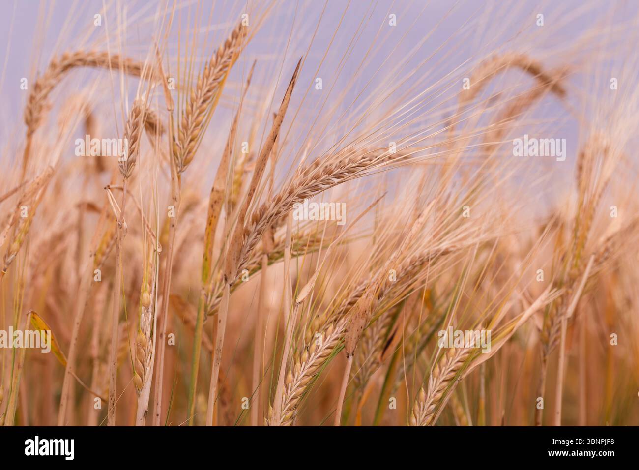 Makrofoto von Gerstenspitzen, die im Wind unter warmem Sonnenlicht schweben, zeigt detaillierte Textur reifer Kulturen, die für die Ernte auf dem Land bereit sind Stockfoto