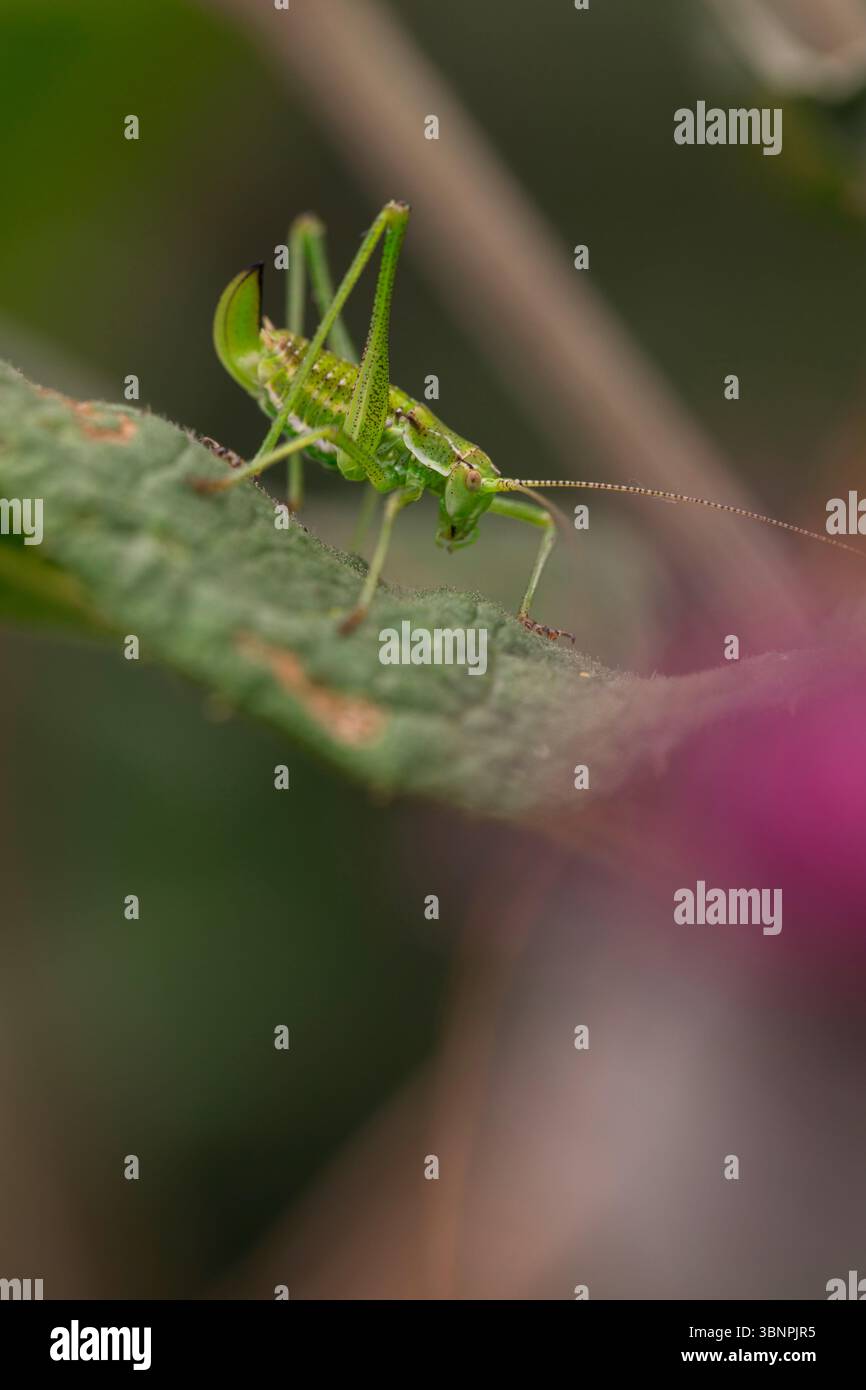 Detailbild eines grünen Insekts auf einem unscharfen Blatt, das natürliche Texturen, Antennen-Details und geringe Tiefenschärfe im Außenbereich hervorhebt Stockfoto