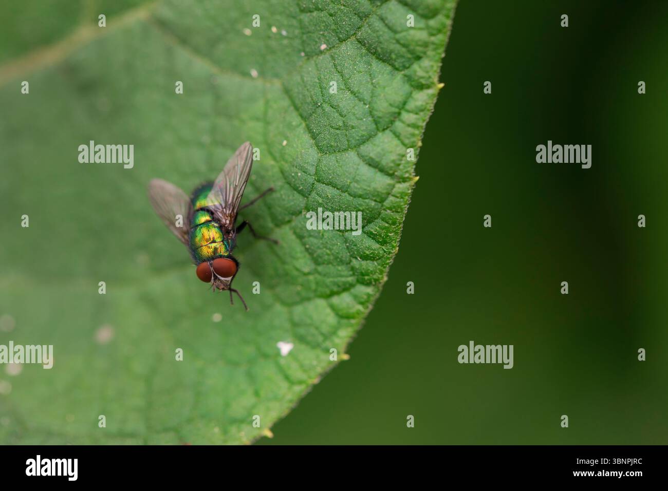 Detailliertes Makro der Lucilia sericata-Fliege auf einem Gartenblatt, mit schimmerndem grünem Körper und symmetrischer Flügelstruktur unter natürlicher Beleuchtung Stockfoto