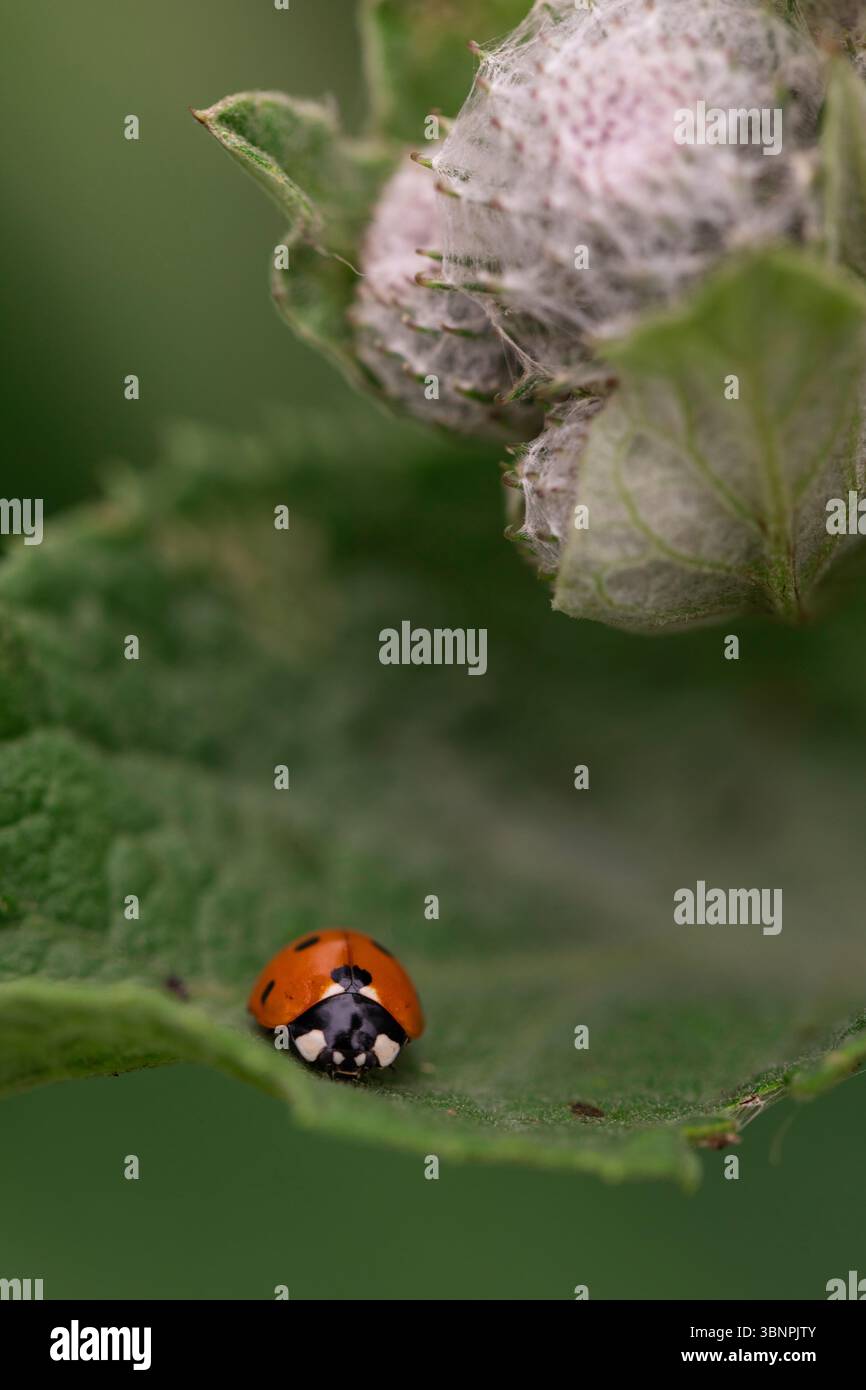 Makrofotografie eines Marienkäfers neben strukturierten, mit Naturfasern bedeckten Blütenknospen, die das Insektenleben und die Pflanzenstrukturen aus nächster Nähe hervorheben Stockfoto