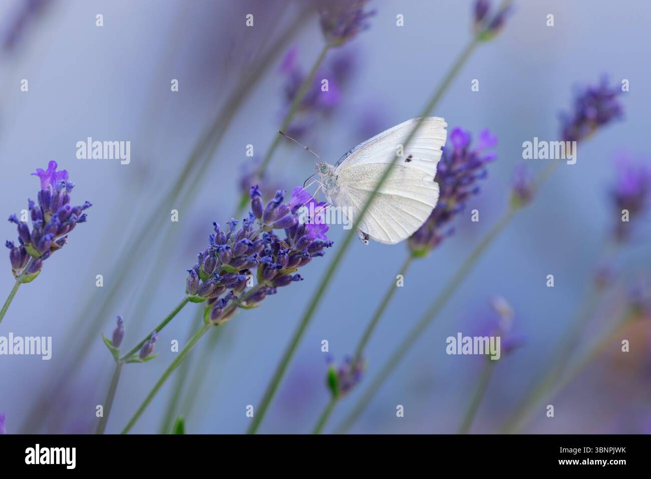 Friedliches Naturmakro aus weißem Schmetterling auf Lavendelblütenstiel, mit sanften violetten Tönen und geringer Tiefe des Feldes, ideal für Wellness und Botanik Stockfoto