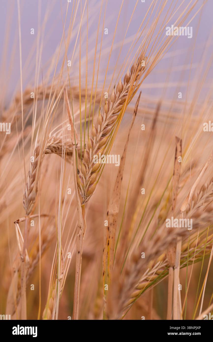Detailliertes Makro aus Getreidegerste mit langen Markisen, hoch auf einem Ackerfeld stehend und reflektiert den ökologischen Landbau und die ländliche Landschaft Stockfoto