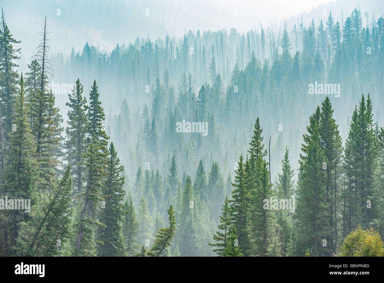 Wildfeuer im warm Spring, Yellowstone National Park, Wyoming Stockfoto