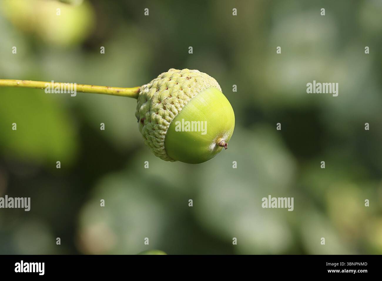 Englische Eiche (Quercus robur), Frucht, Eichel, Wilnsdorf, Nordrhein-Westfalen, Deutschland, Europa Stockfoto