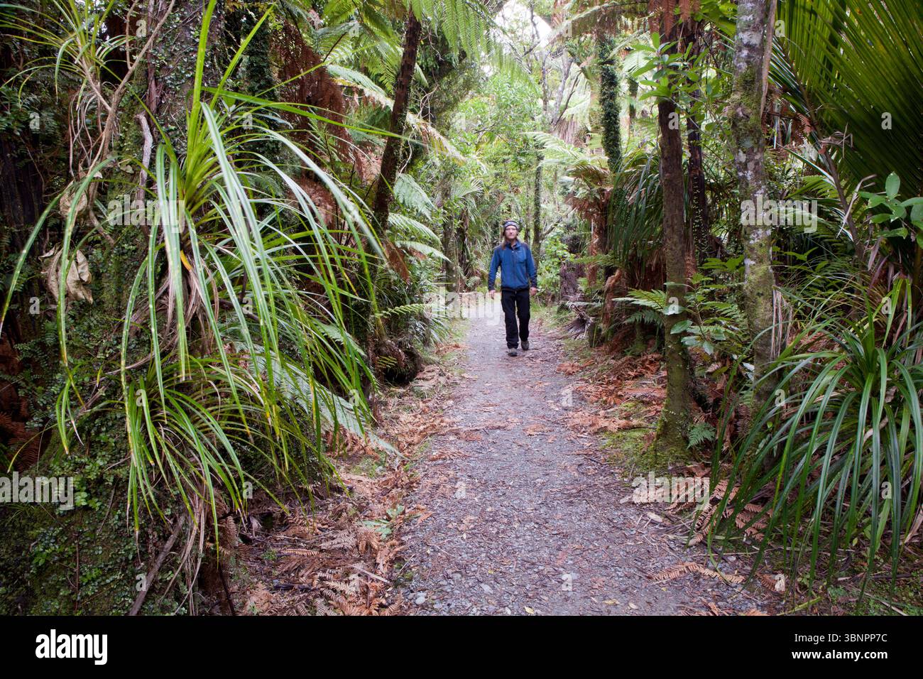 Pororari River Walk, Paparoa National Park, Südinsel, Neuseeland Stockfoto