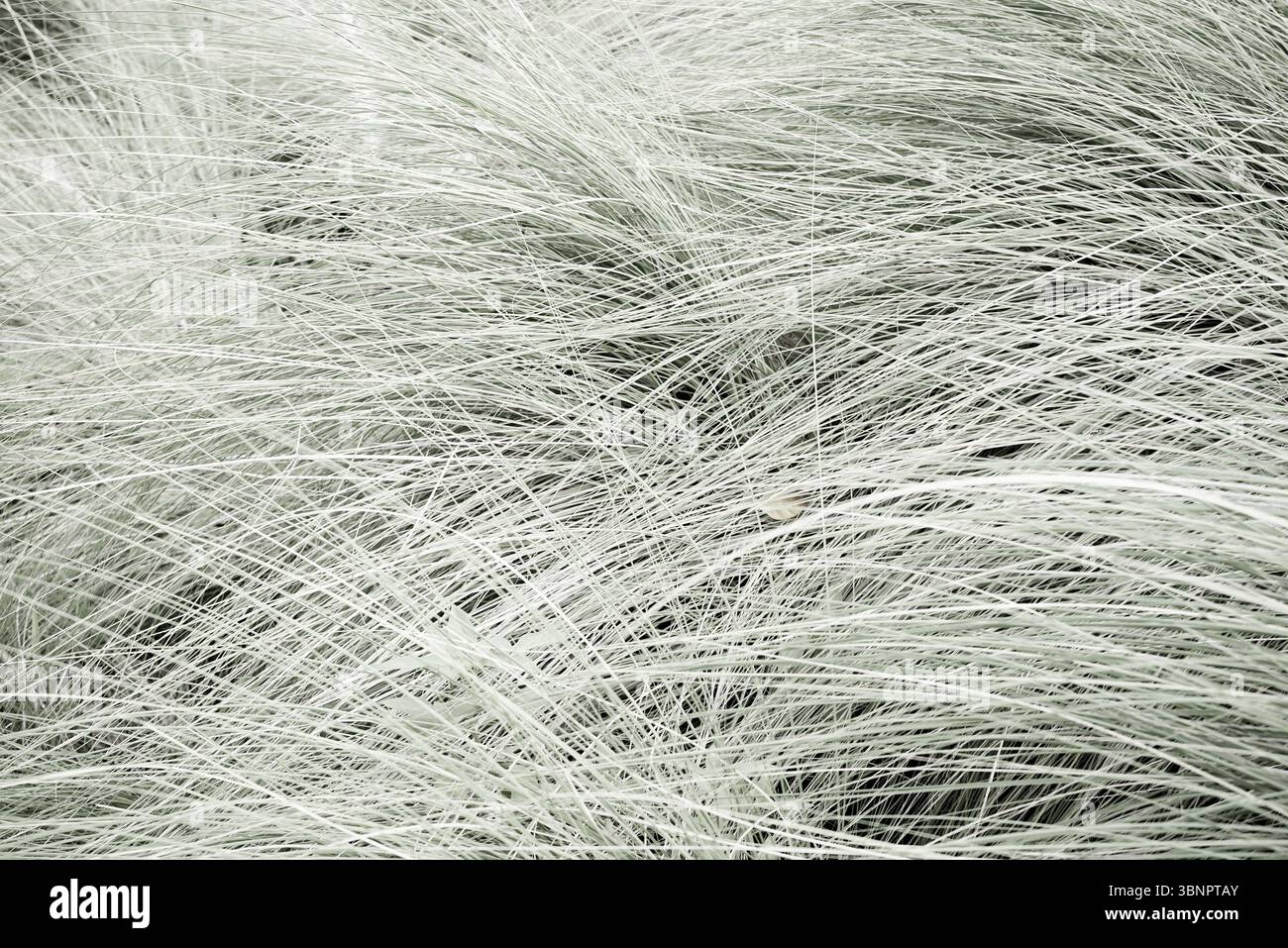 Echtes Foto von Hand gemacht neutrales Gras Bauernhaus botanische natürliche Landschaft minimalistische Ästhetik Stockfoto