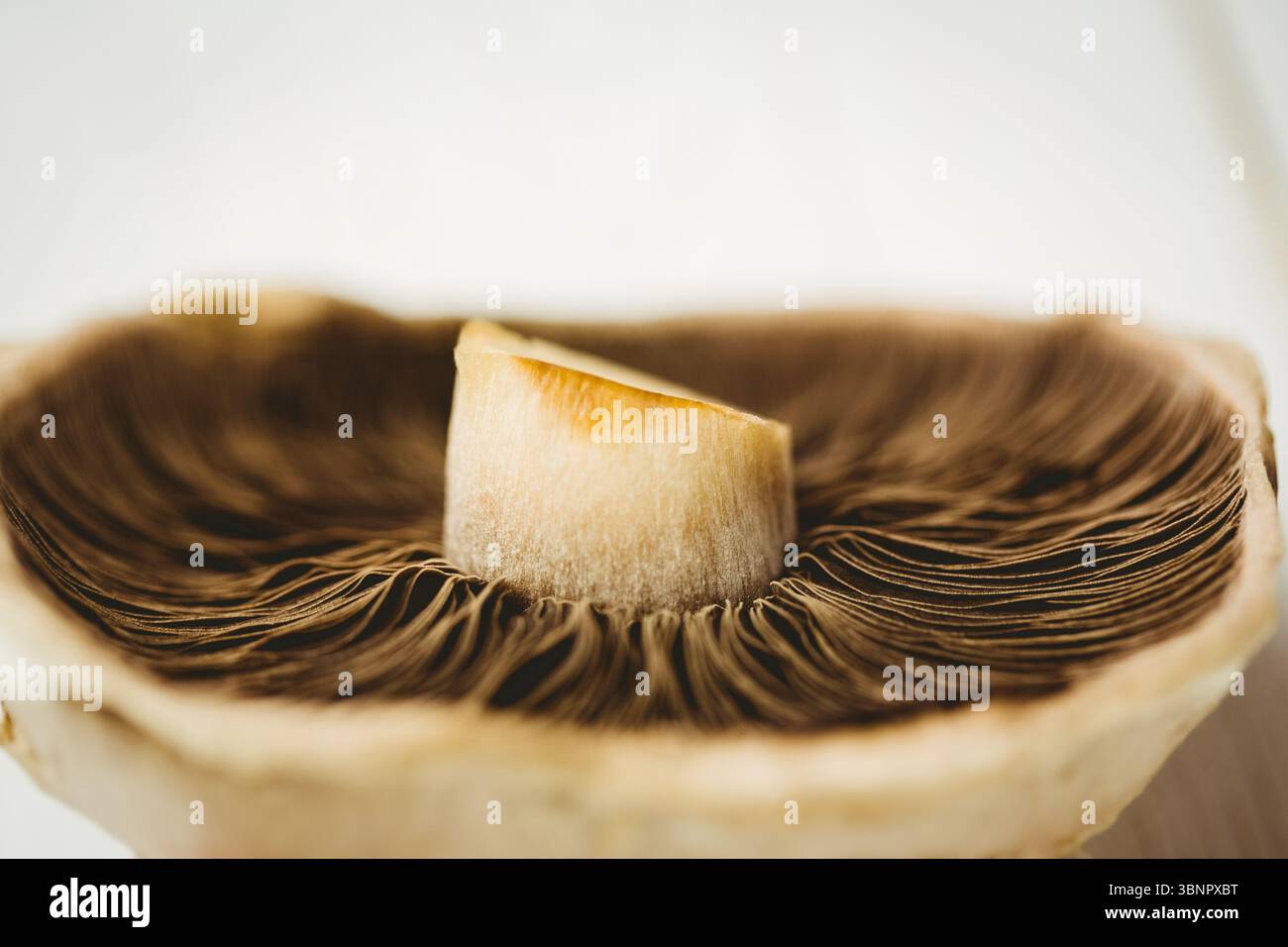 Die halbierte Pilzkappe ist flach dargestellt, mit radialen Kiemen auf verschwommenem Hintergrund Stockfoto