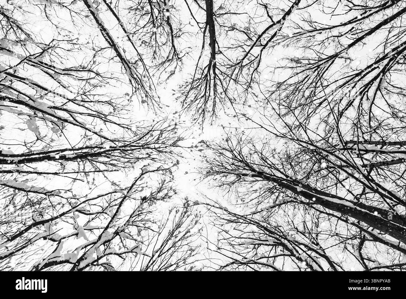 Baumzweige im Winterwald und fallender Schnee – Unteransicht, Schwarzweißfoto Stockfoto