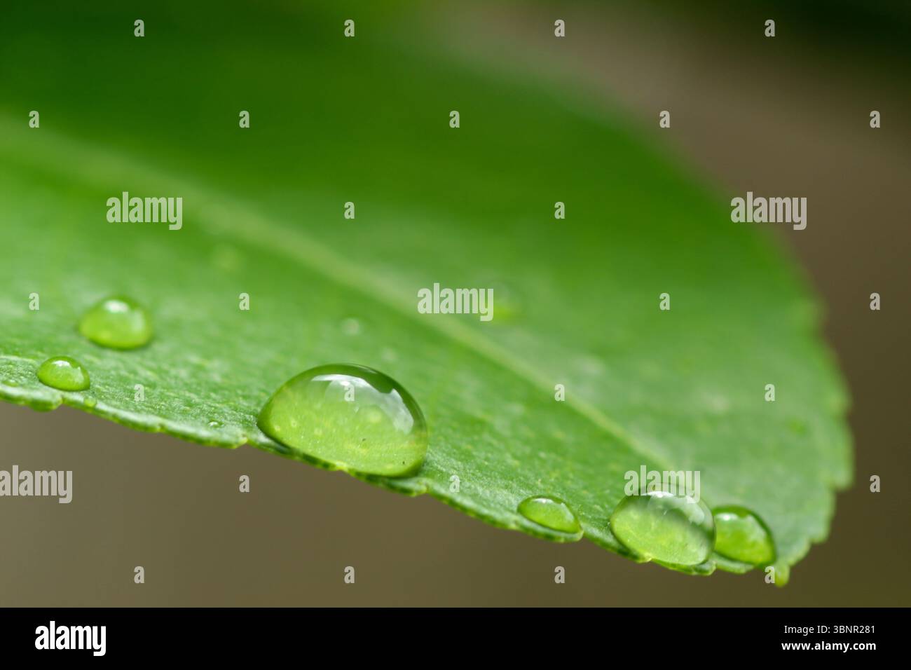 Makronaht von Wassertröpfchen auf Green Leaf Stockfoto