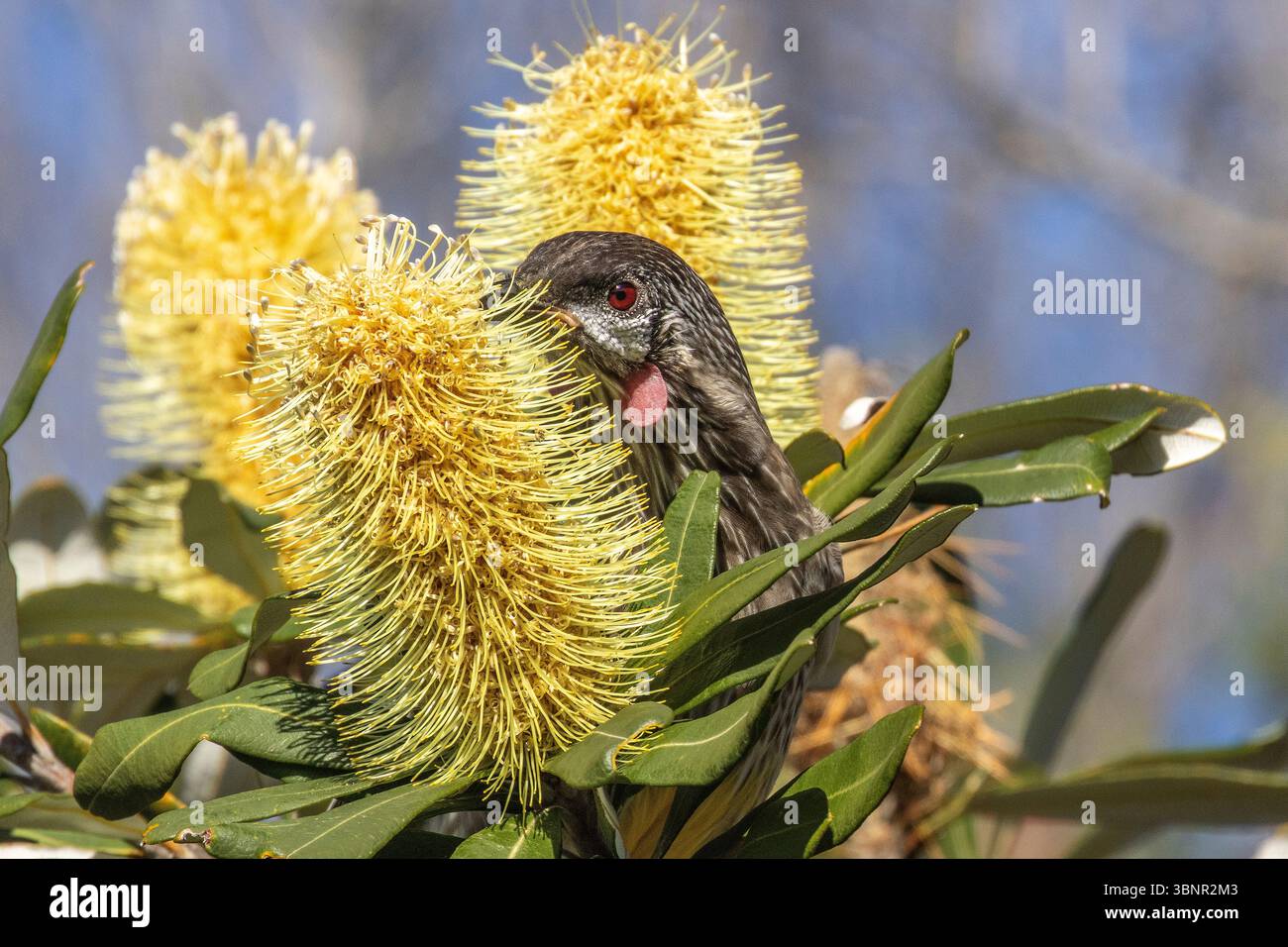 Australischer Roter Wattle Vogel Fütterung an Coast banksia Blume Stockfoto
