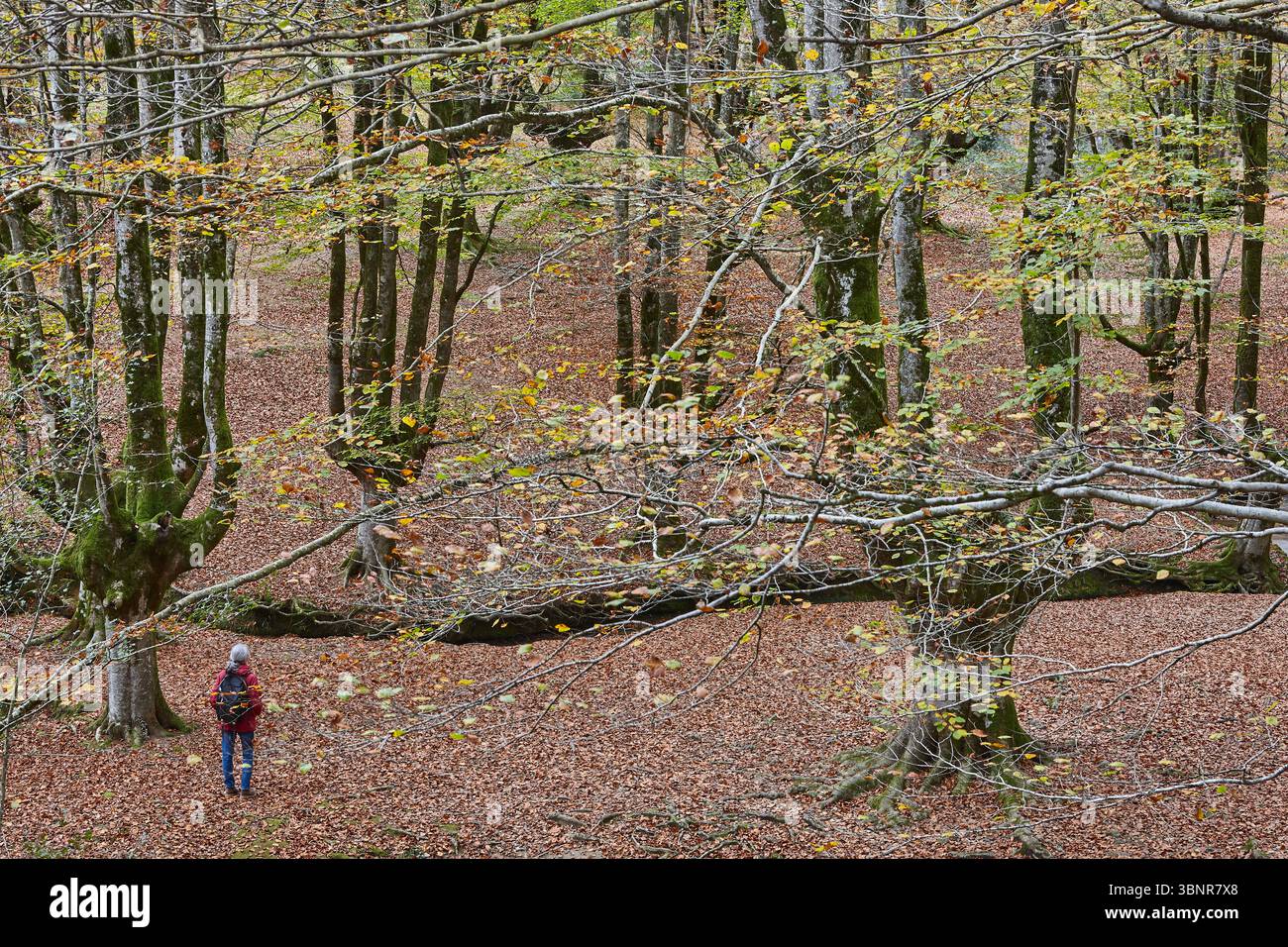 Buchenwald in Vizcaya. Hayedo Otzarreta, Gorbeia. Herbstlandschaft. Spanien Stockfoto