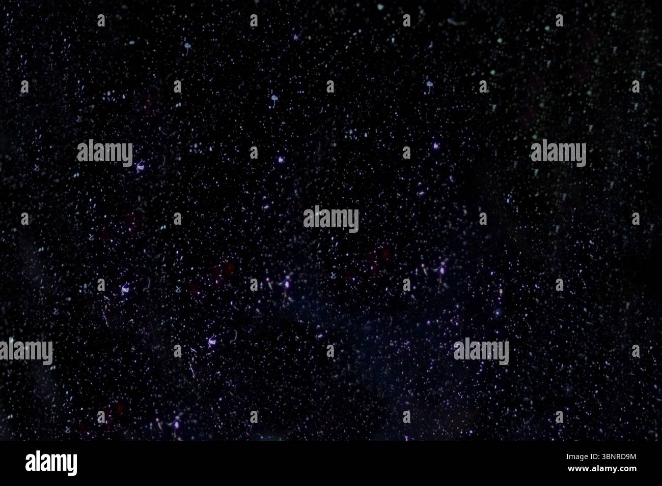 Das Vektorsternfeld erscheint auf tiefschwarzem Hintergrund mit unzähligen weißen und violetten Flecken Stockfoto