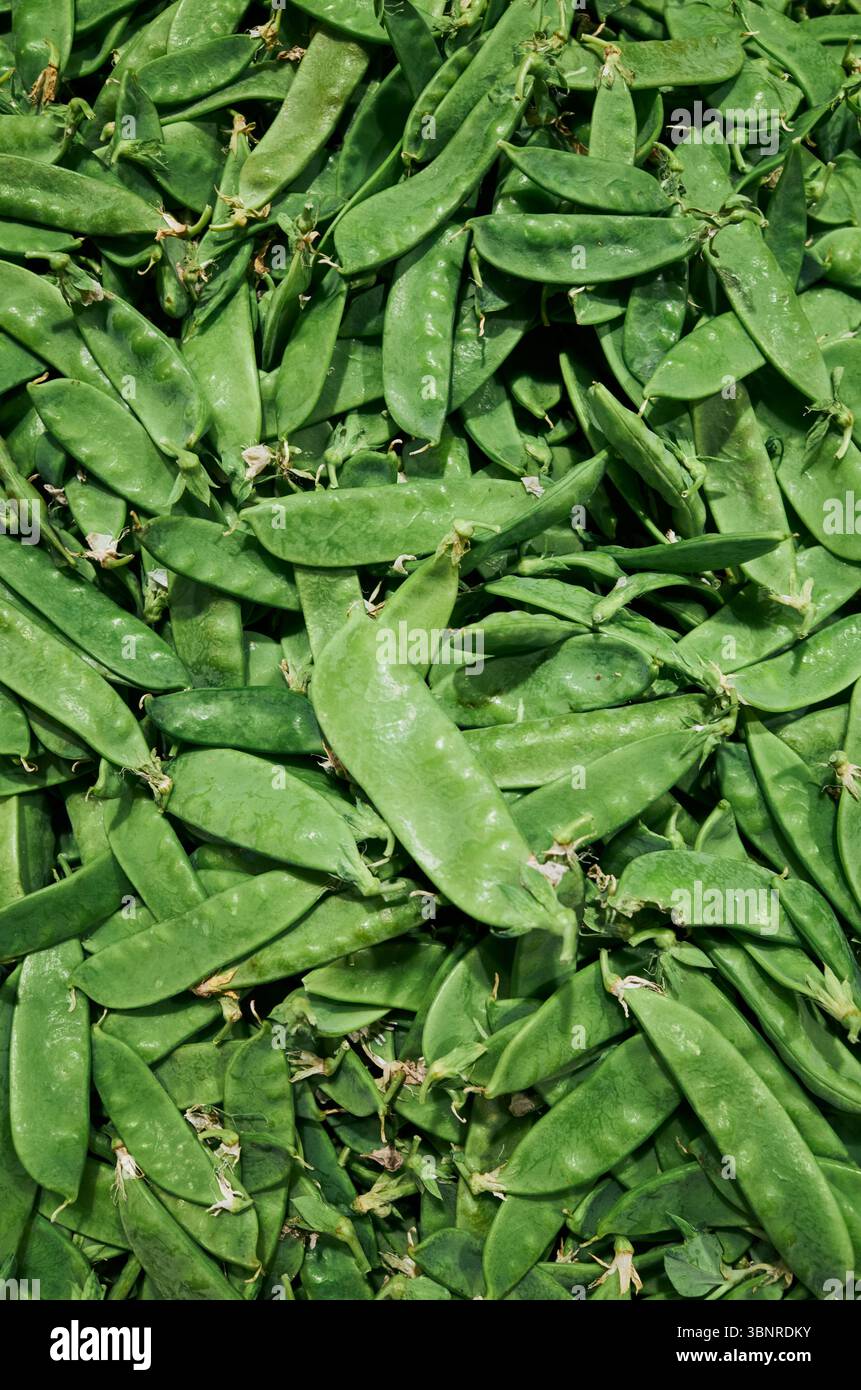 Ein Haufen grüner Erbsen stapelt sich übereinander. Die Erbsen sind frisch und lebendig, und sie sind so angeordnet, dass ein Gefühl von Überfluss entsteht Stockfoto