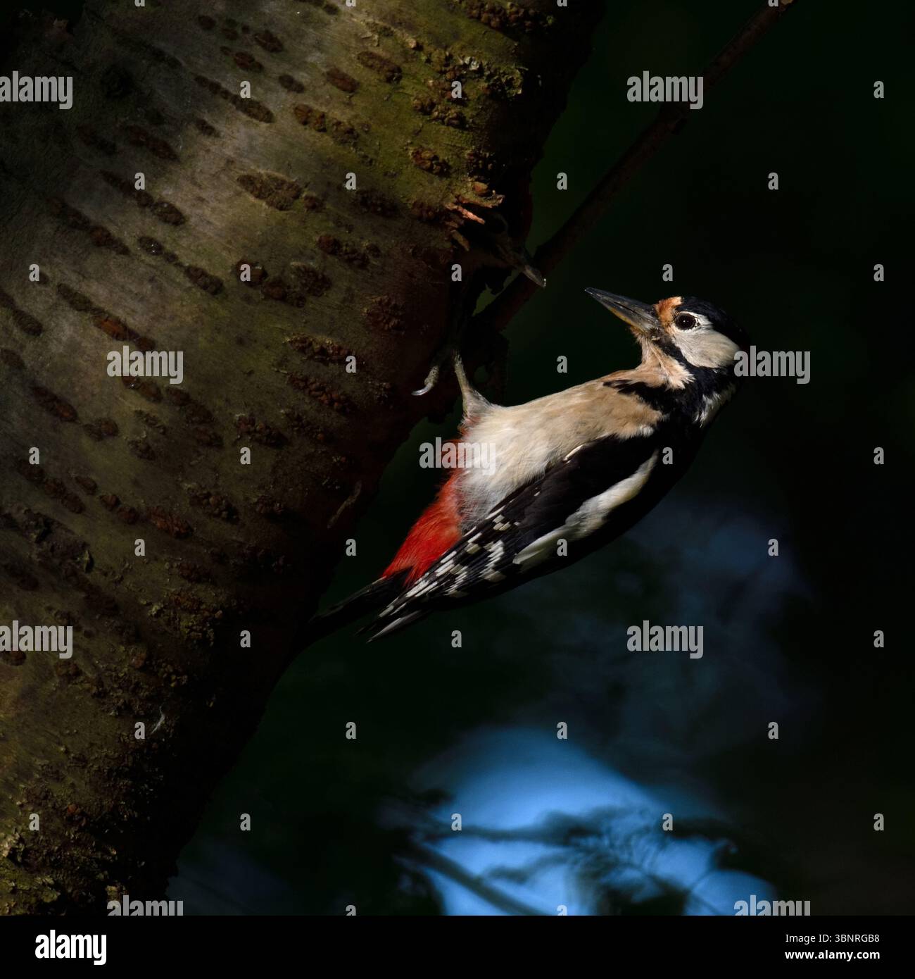 Toller Spotted Woodspecht am Nistloch tief in den Wäldern, Tierwelt, Europa. Stockfoto