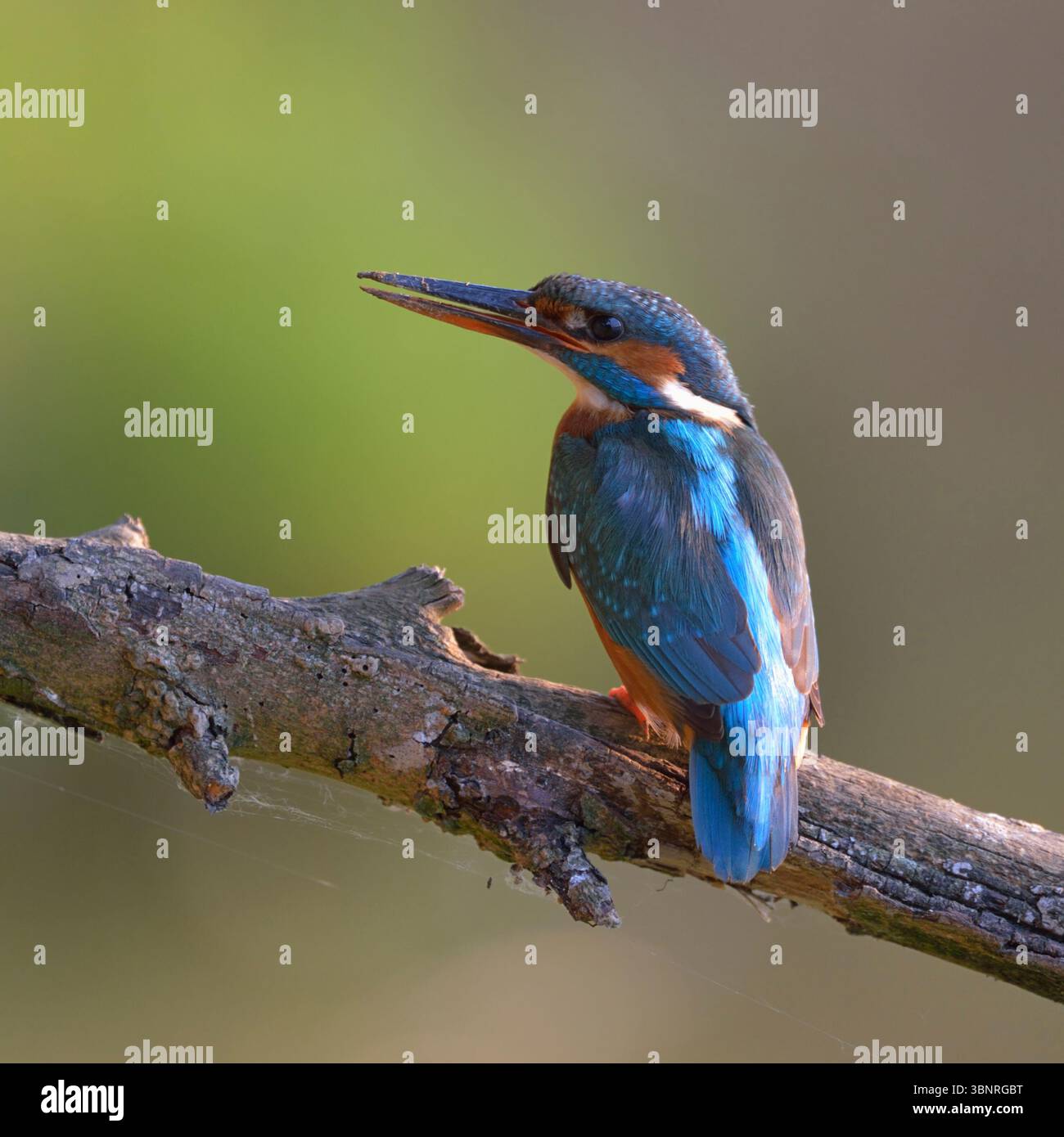 Weiblicher Eisvogel (Alcedo atthis) mit Schlammschnabel vom Graben seines Nestlochs, Wildtiere, Europa Stockfoto