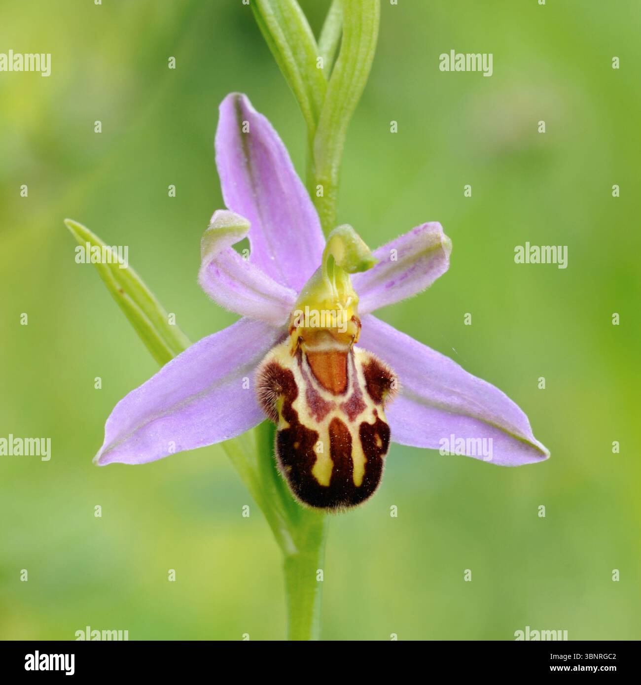 Bienen-Ragwurz (Ophrys apifera), Nahaufnahme, Blütenstand, blühende Blüte, wilde Orchidee, einheimische Arten, Tierwelt, Europa. Stockfoto