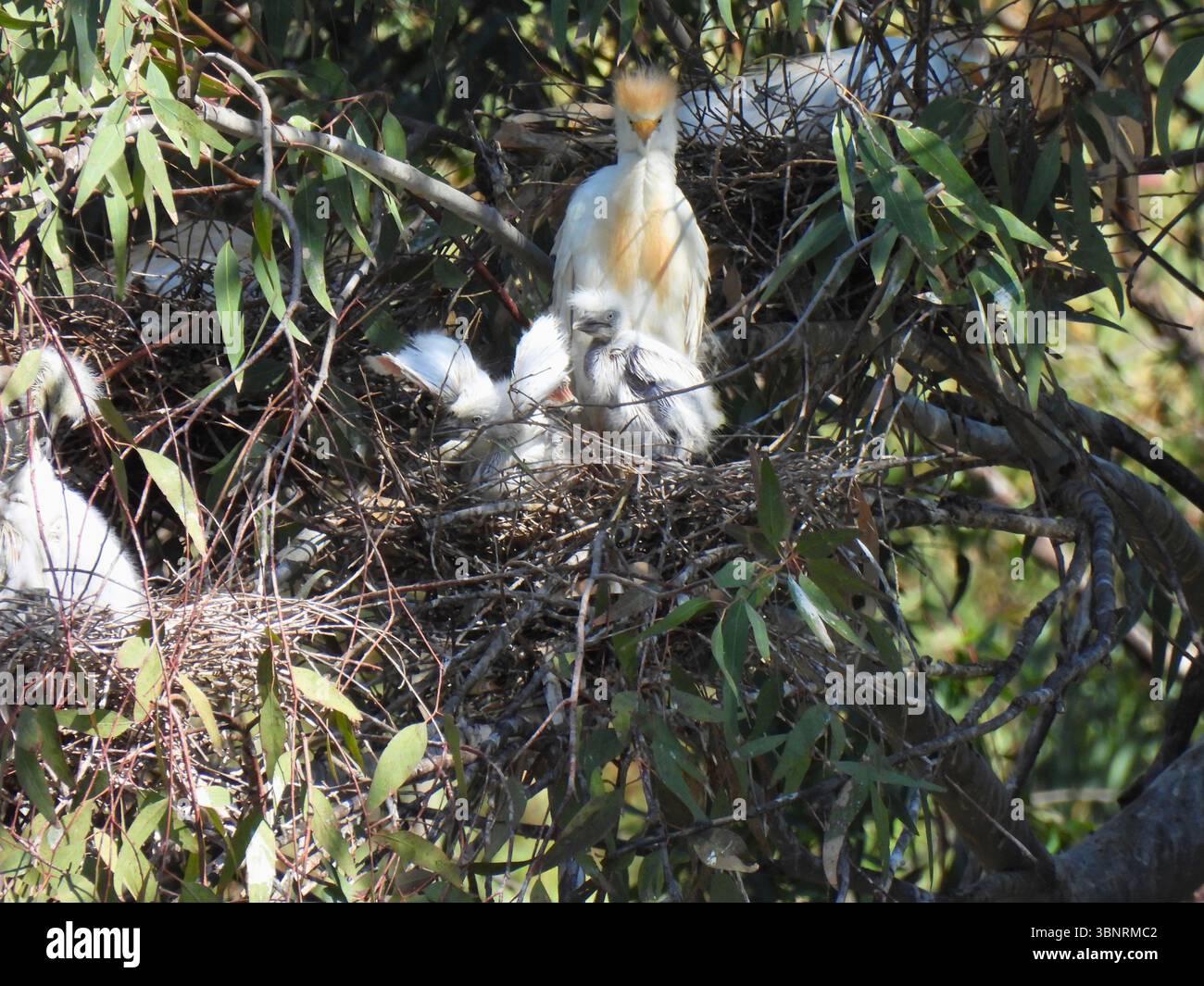 Rinderreiher im Nest mit Küken Stockfoto