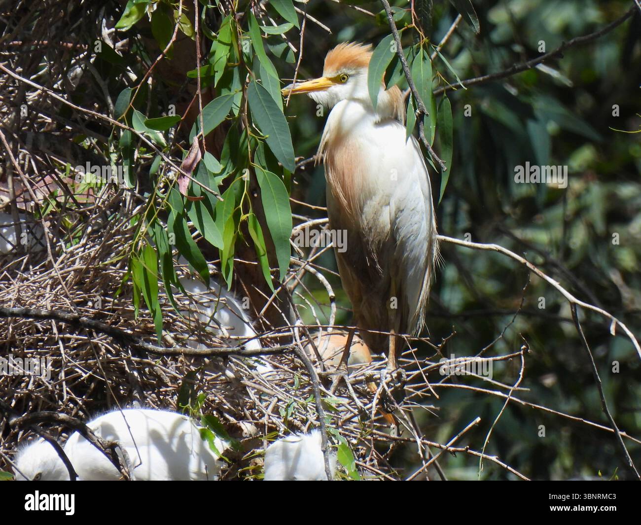 Rinderreiher linkes Seitenprofil im Nest Stockfoto