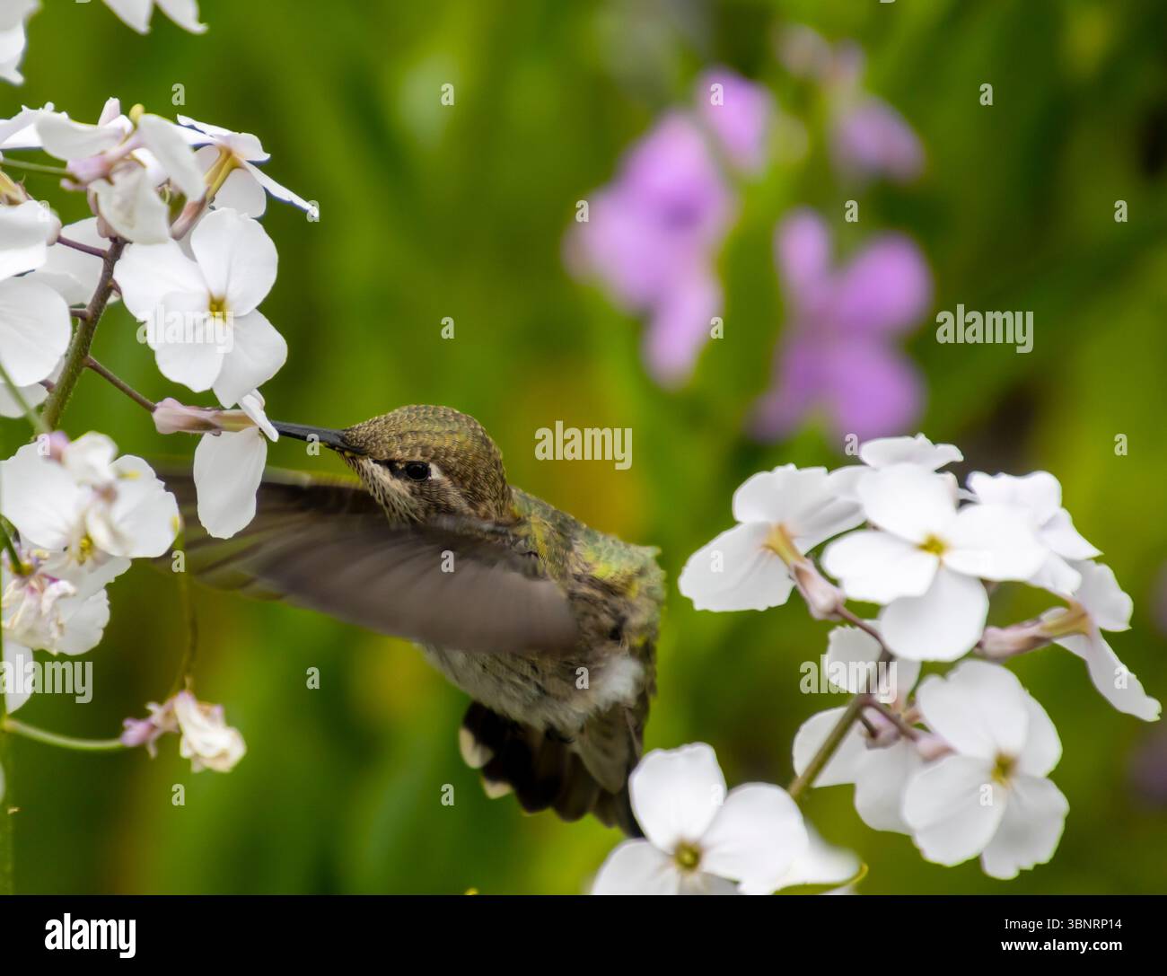 Kolibri ernährt sich von Blumen in einem lebendigen Garten Stockfoto
