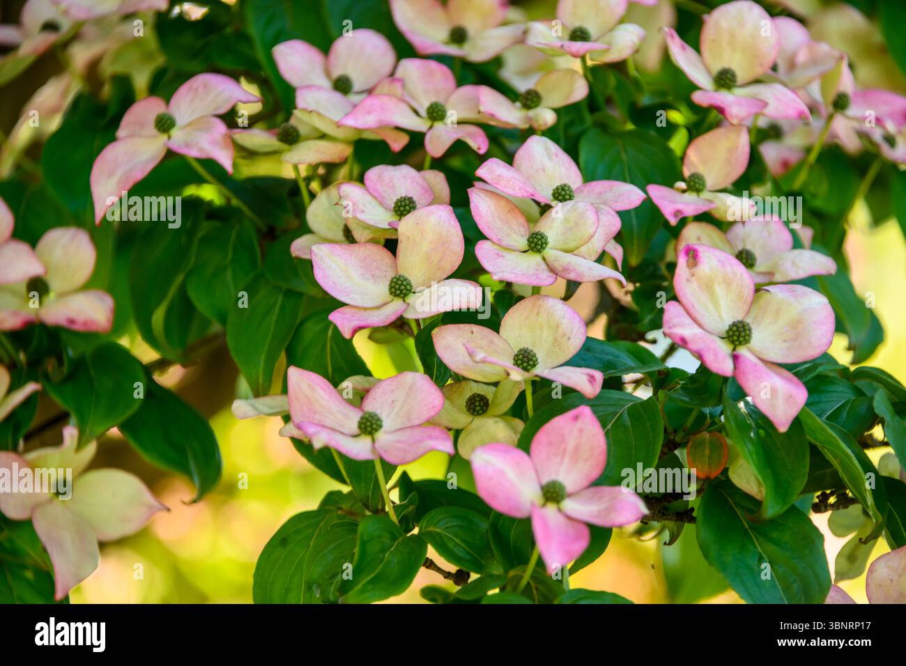 Bunte Hundeholzblüten blühen in einem ruhigen Garten Stockfoto